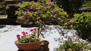 Un patio con plantas en macetas y un pequeño árbol.