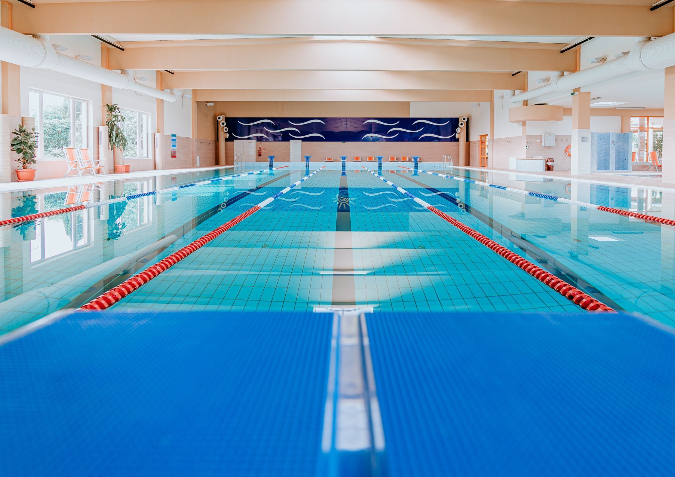 Una piscina interior larga con carriles bien definidos, plantas en macetas y techo de madera.