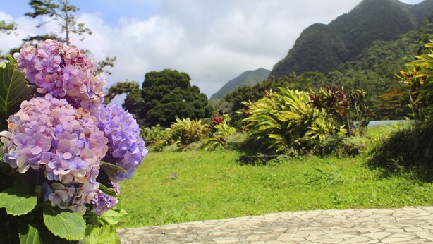 A garden with hydrangea flowers, a stone pathway, and a mountainous landscape in the background.