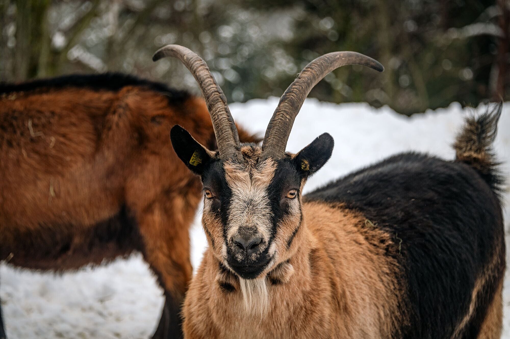 A close-up of a goat with prominent horns, with a blurred background of another goat and a snowy landscape.