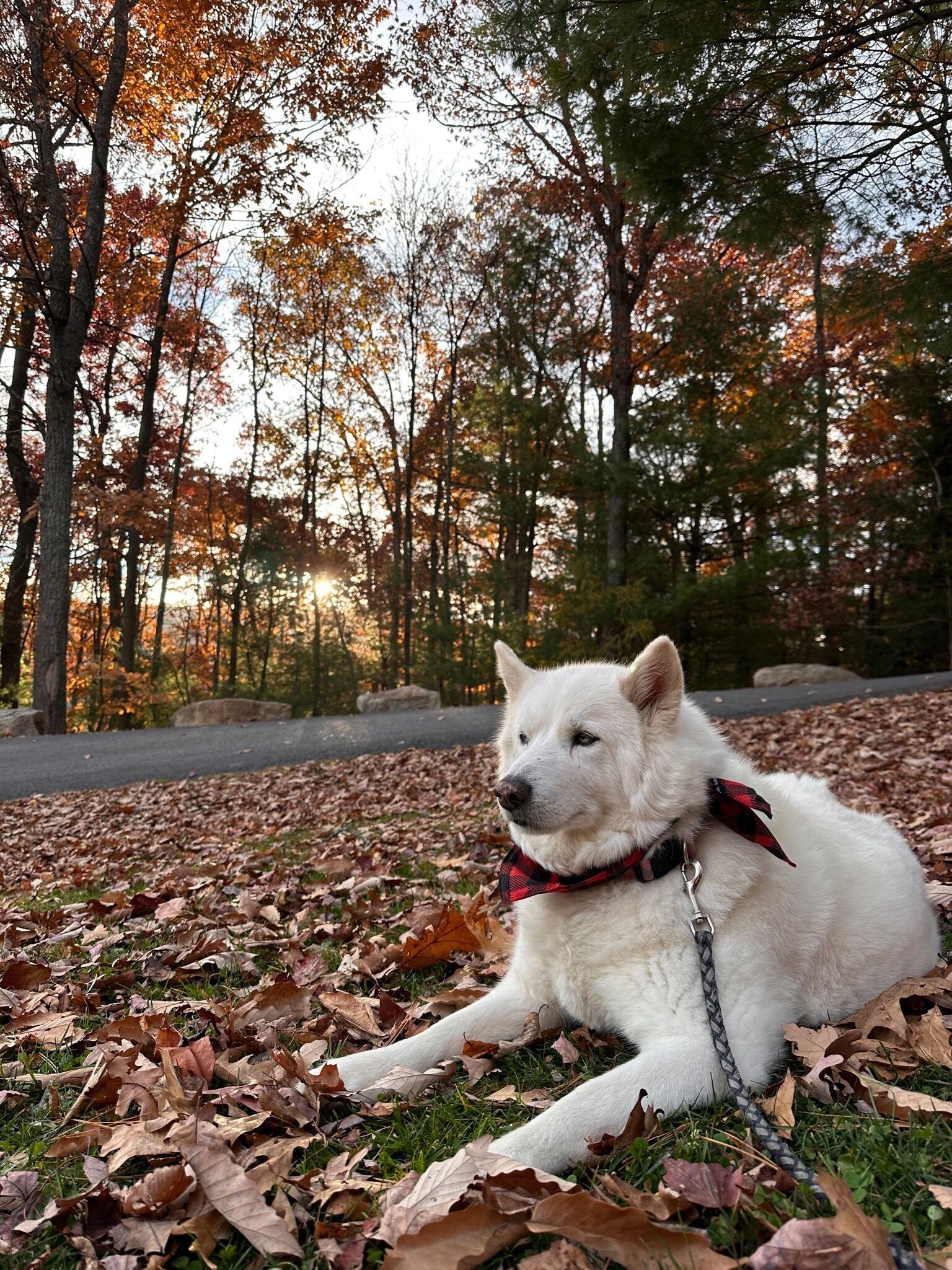 A white dog lying on a bed of fallen leaves in a park.
