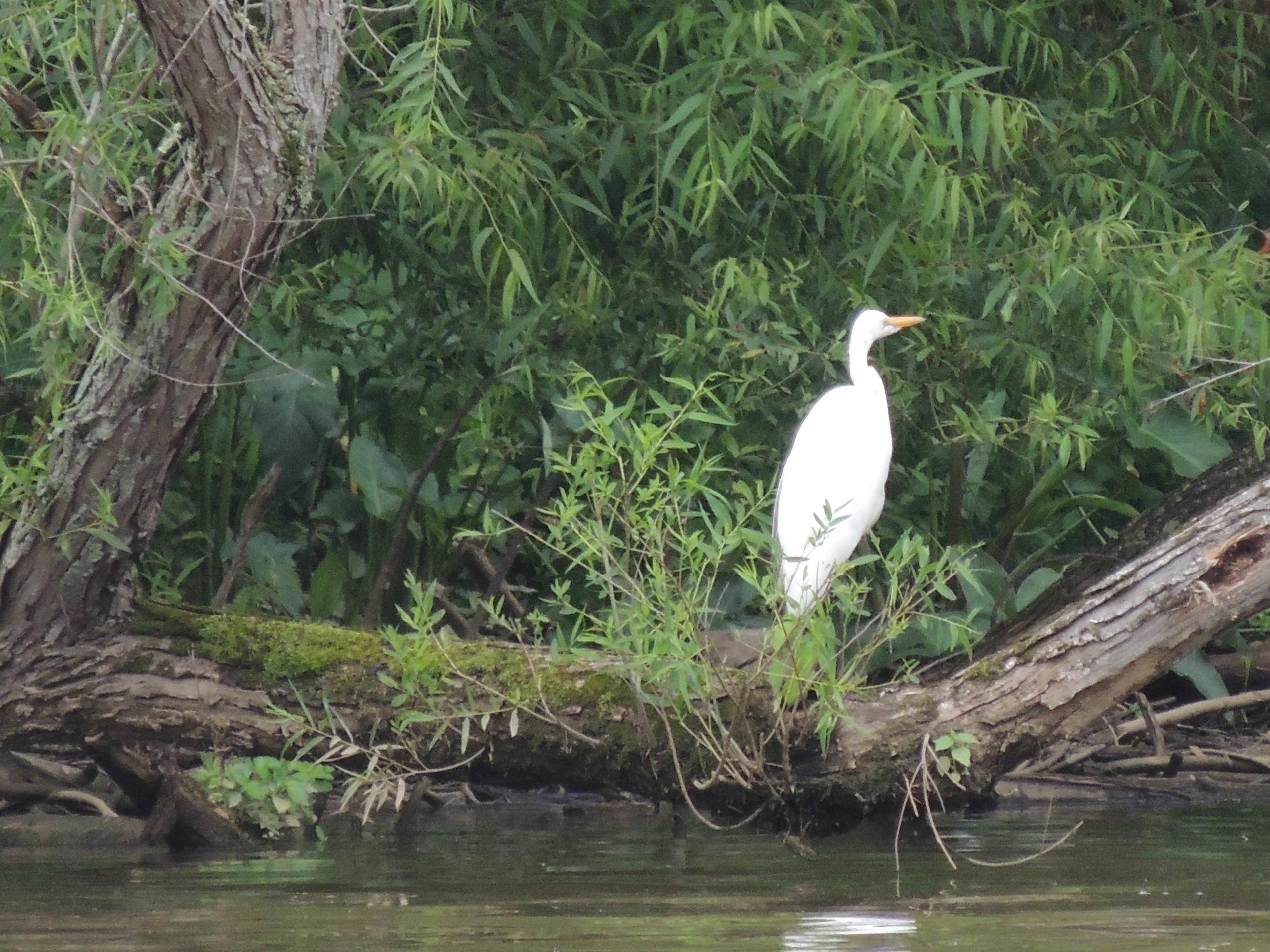 A white bird standing on a log in a natural setting with dense greenery and a body of water.
