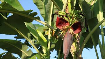 Een bananenplant met grote groene bladeren en een opvallende rode bloem.