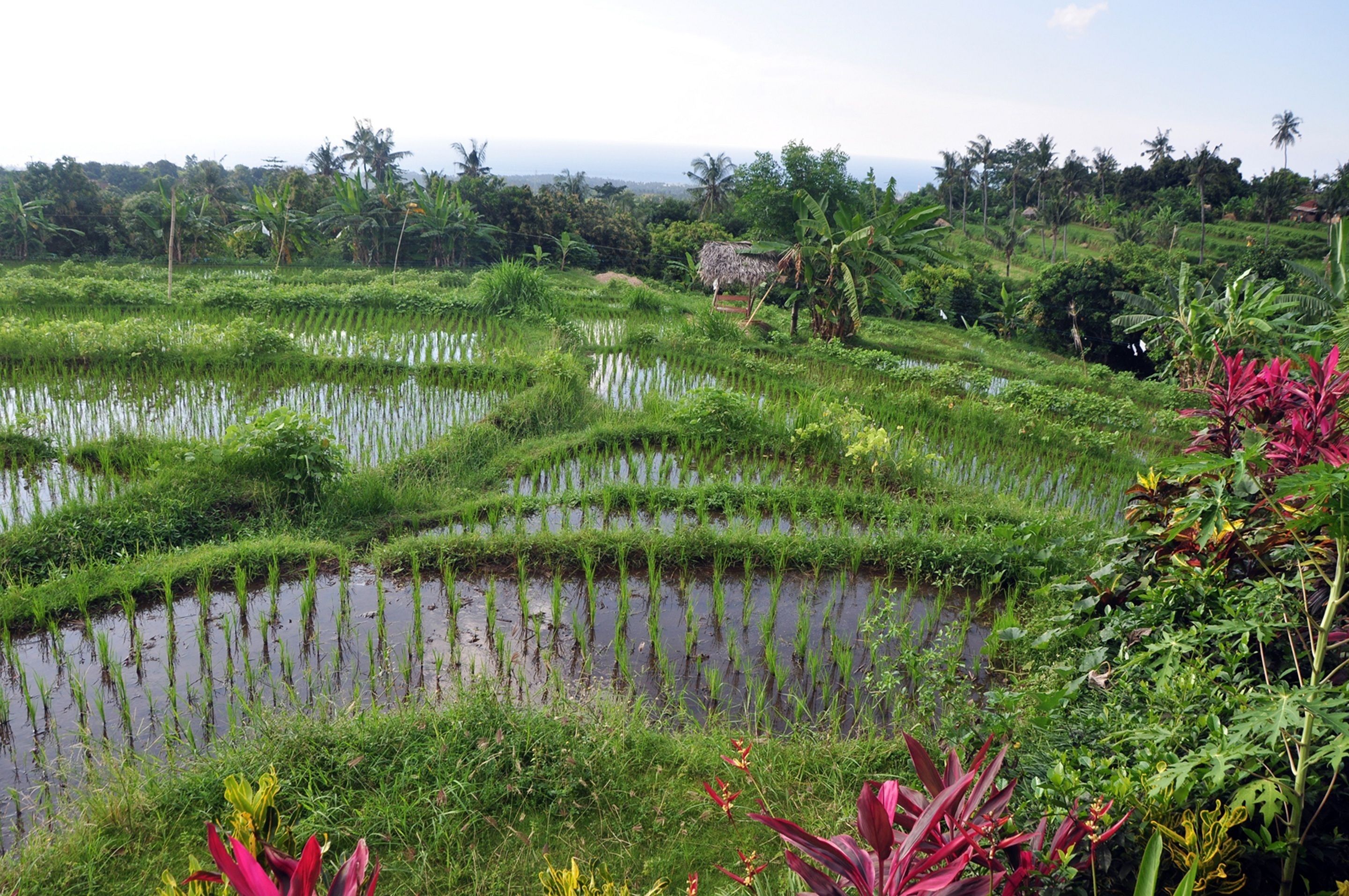 Terraced rice fields with water channels, surrounded by lush greenery and palm trees.