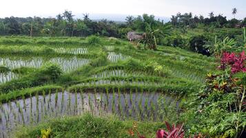 Terraced rice fields with water channels, surrounded by lush greenery and palm trees.