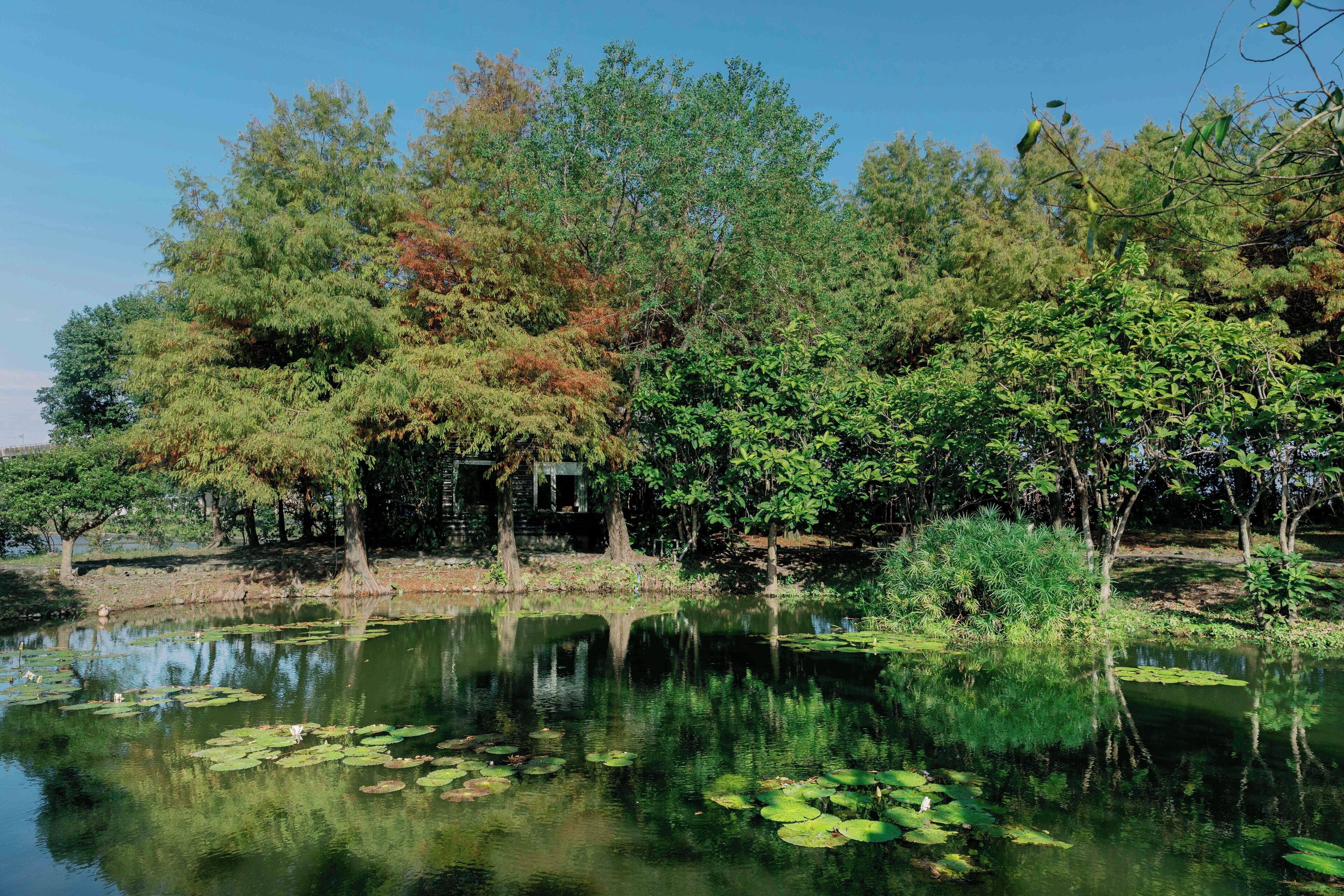 A serene pond surrounded by lush greenery and trees.