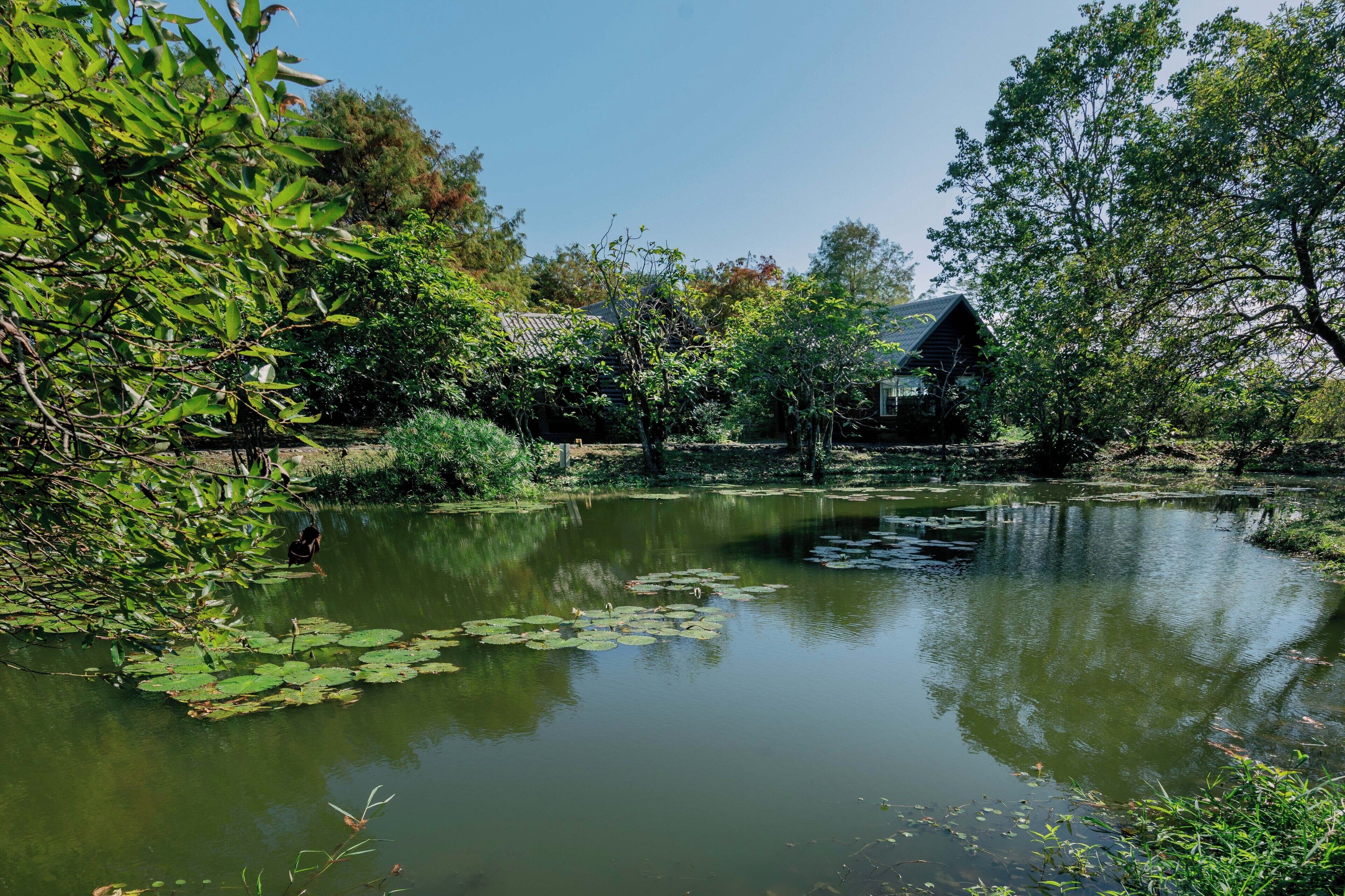 A serene pond with lily pads and a house in the background.