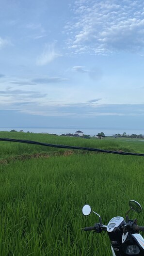 Exterior - Dikaloha Medewi Surfcamp (Mendoyo)