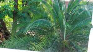 Un palmier luxuriant, aux feuilles vertes et abondantes, dans un jardin.