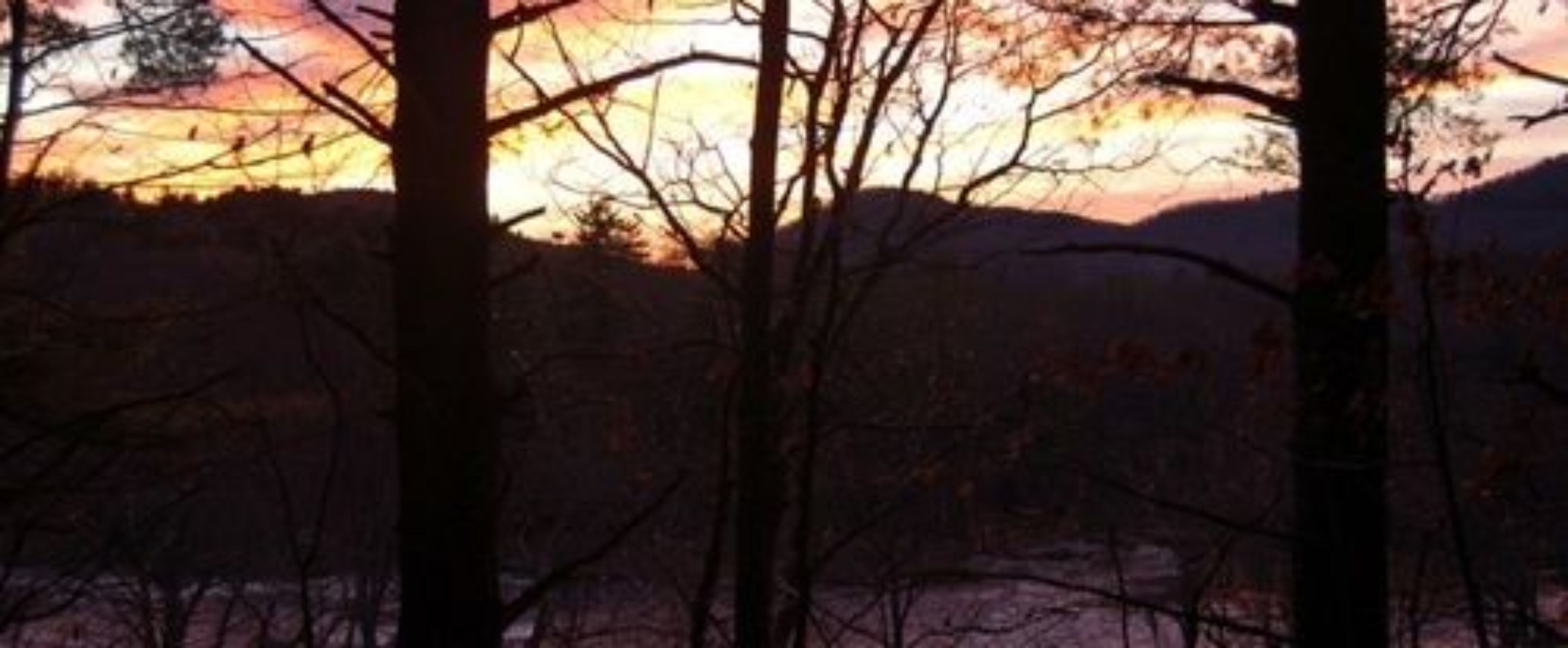 A forested landscape with trees silhouetted against a sunset.