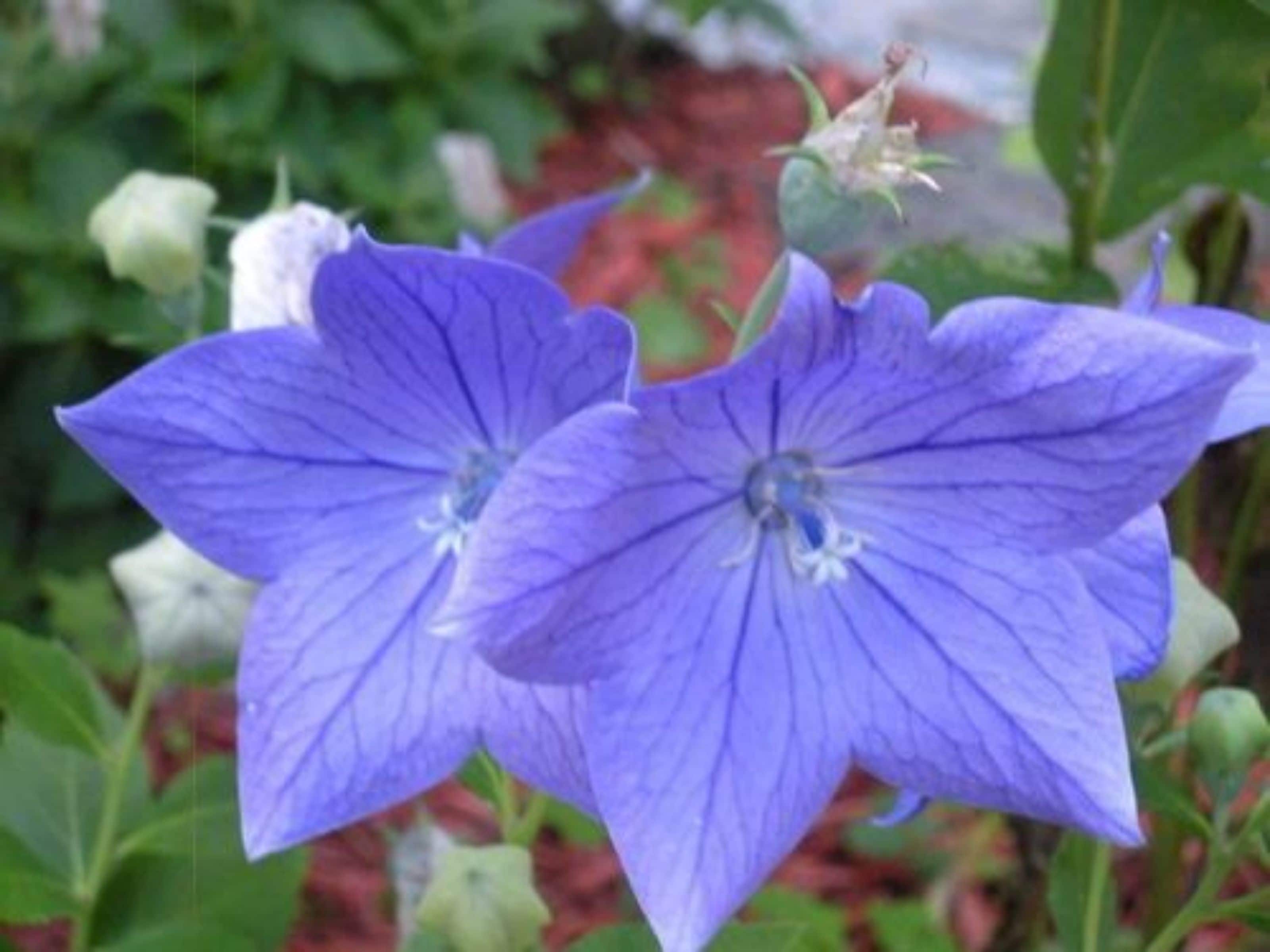 Primer plano de una flor morada con pétalos visibles y una estructura central.