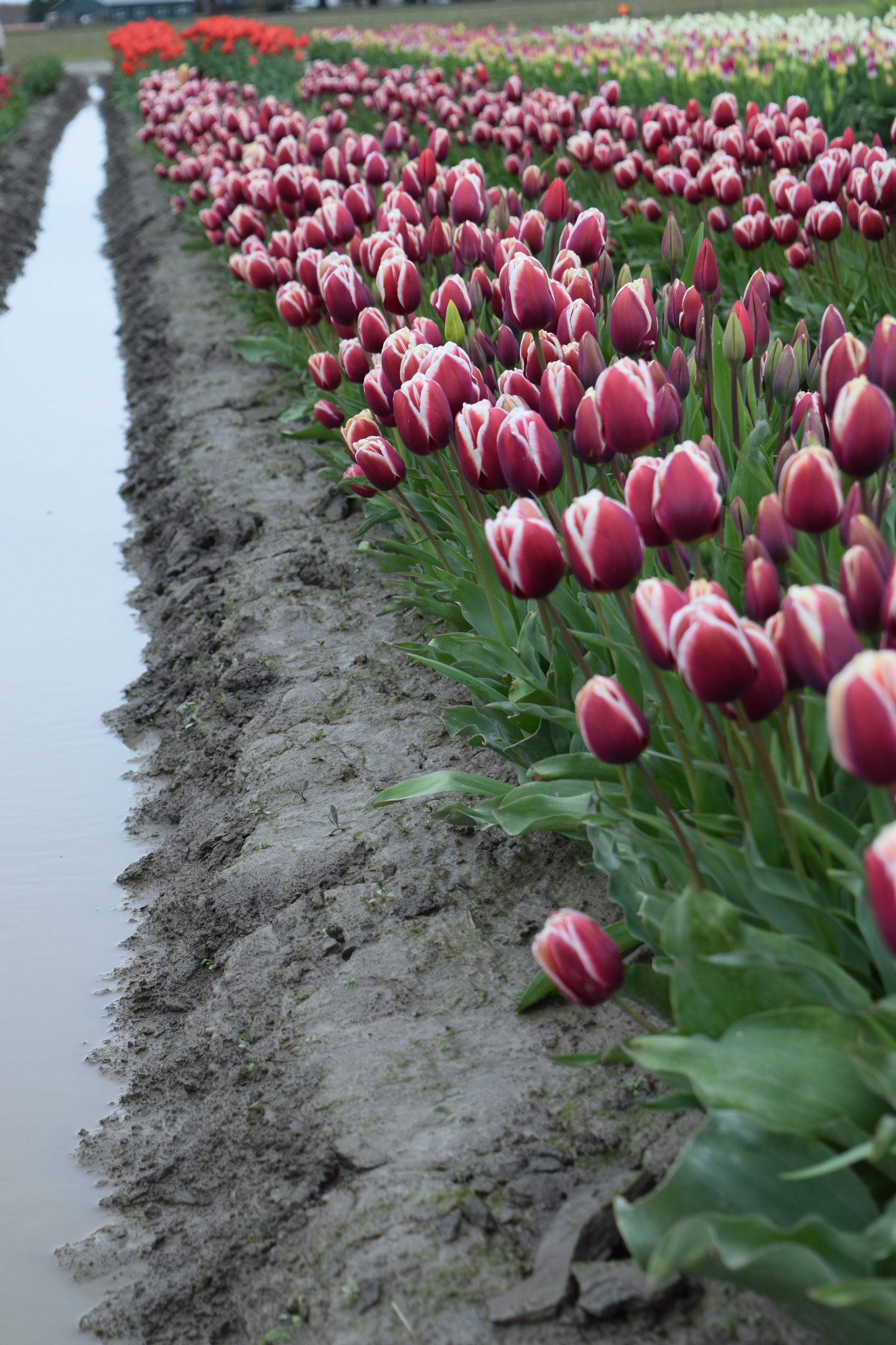 Un campo de tulipanes rojos con un estrecho canal de agua que lo bordea.