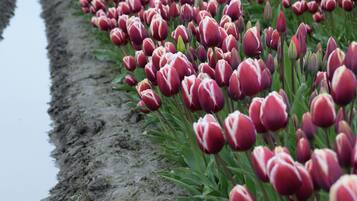 A field of red tulips with a narrow water channel running alongside.