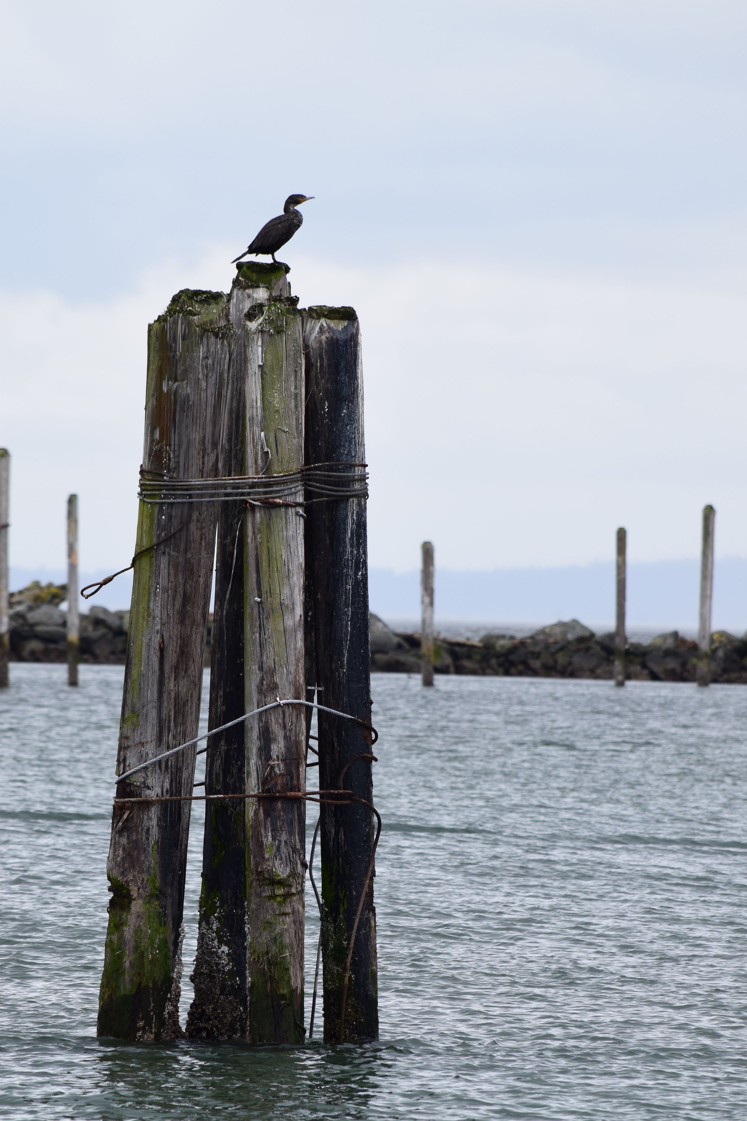 A bird perched on a weathered wooden post in a body of water.