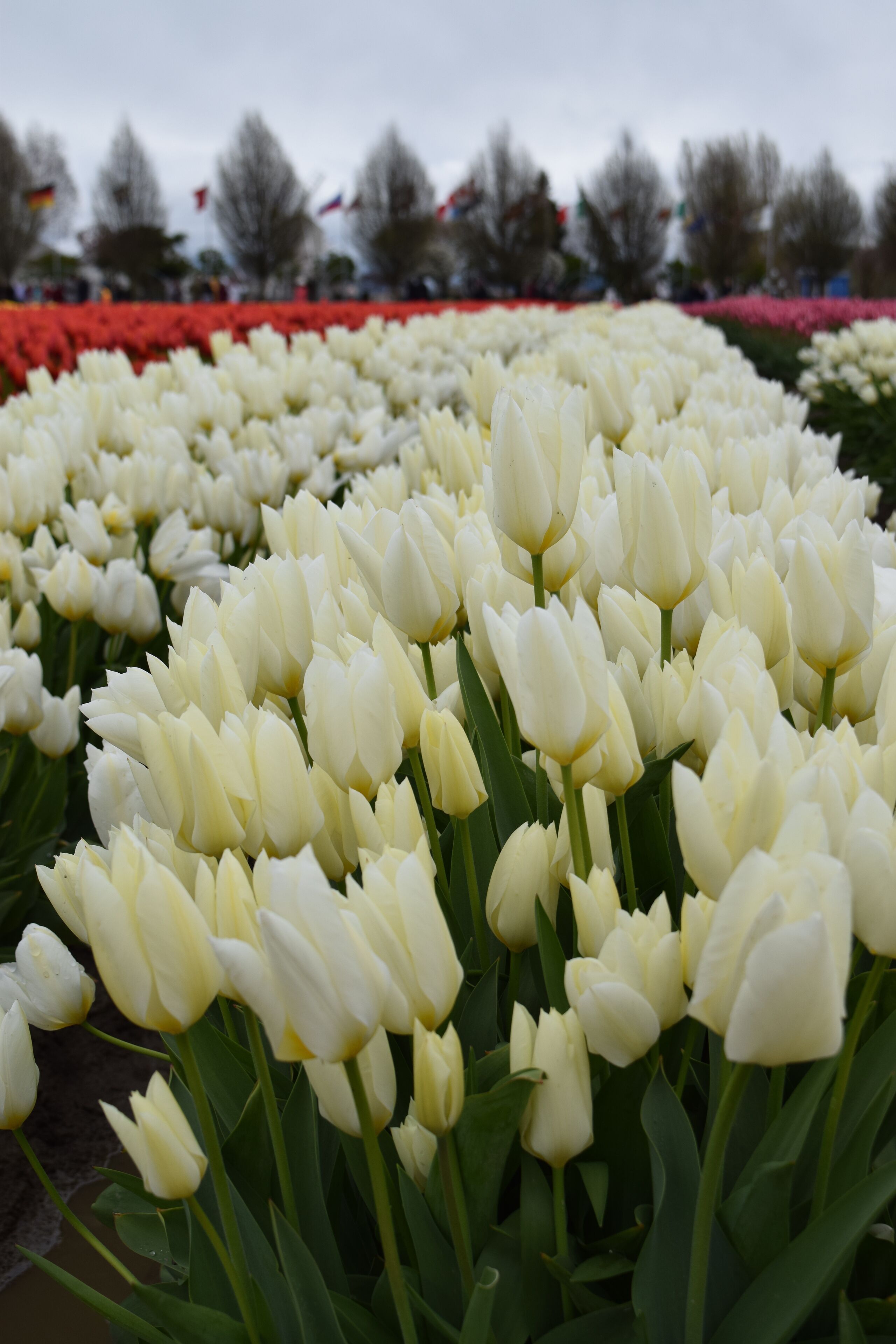 A field of white tulips with green leaves.