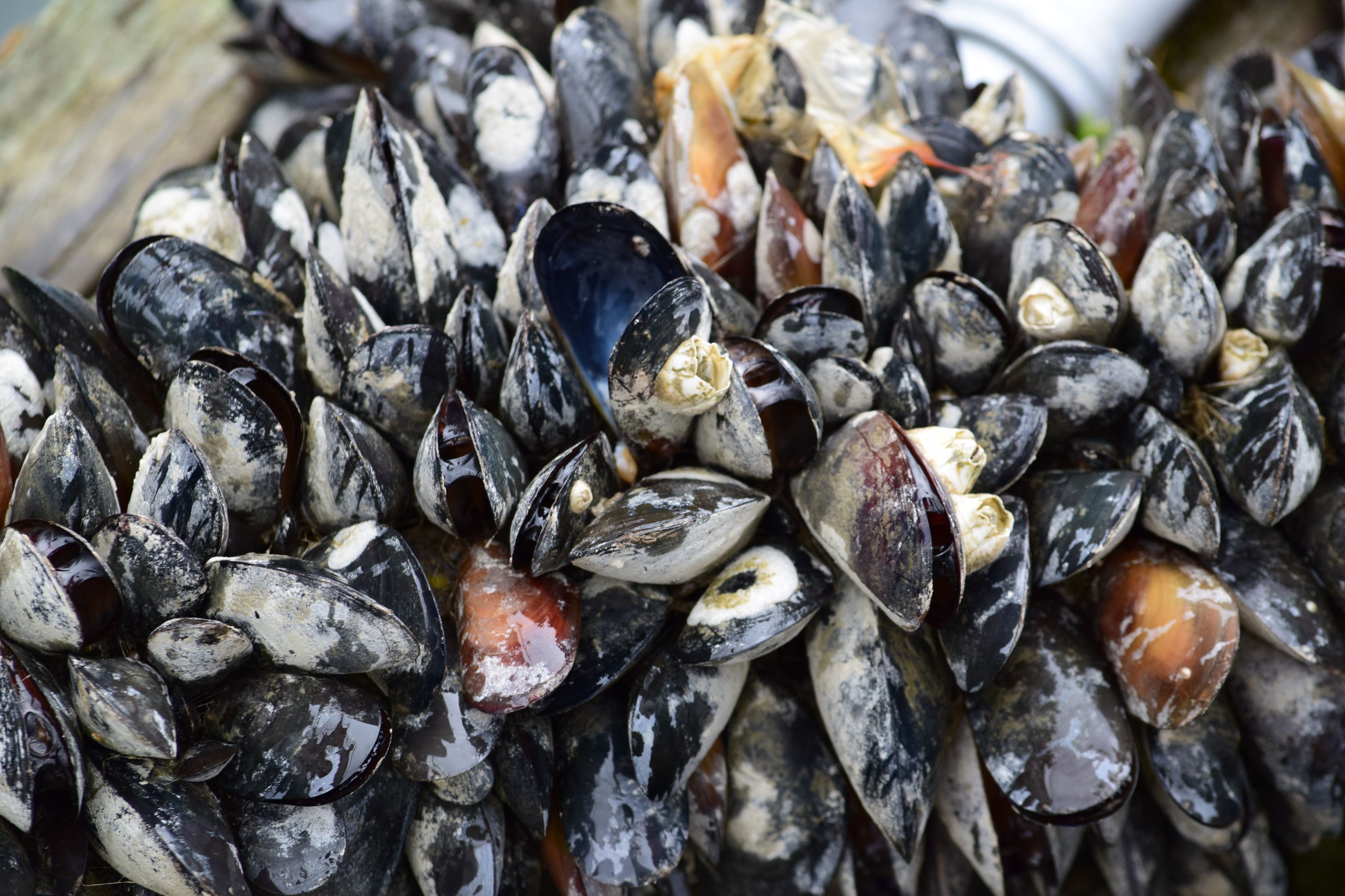 A close-up of mussels with shells in various colors and textures.