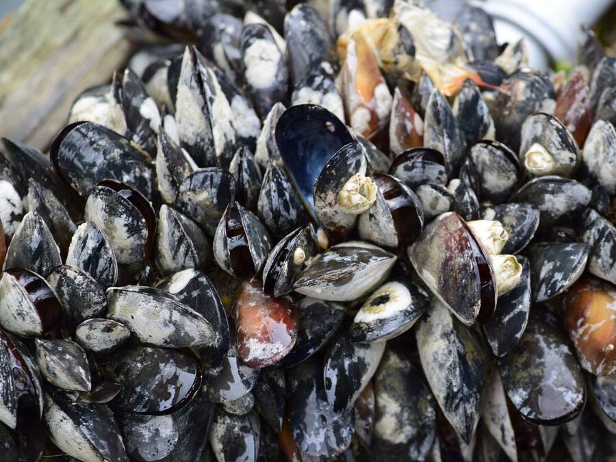 A close-up of mussels with shells in various colors and textures.