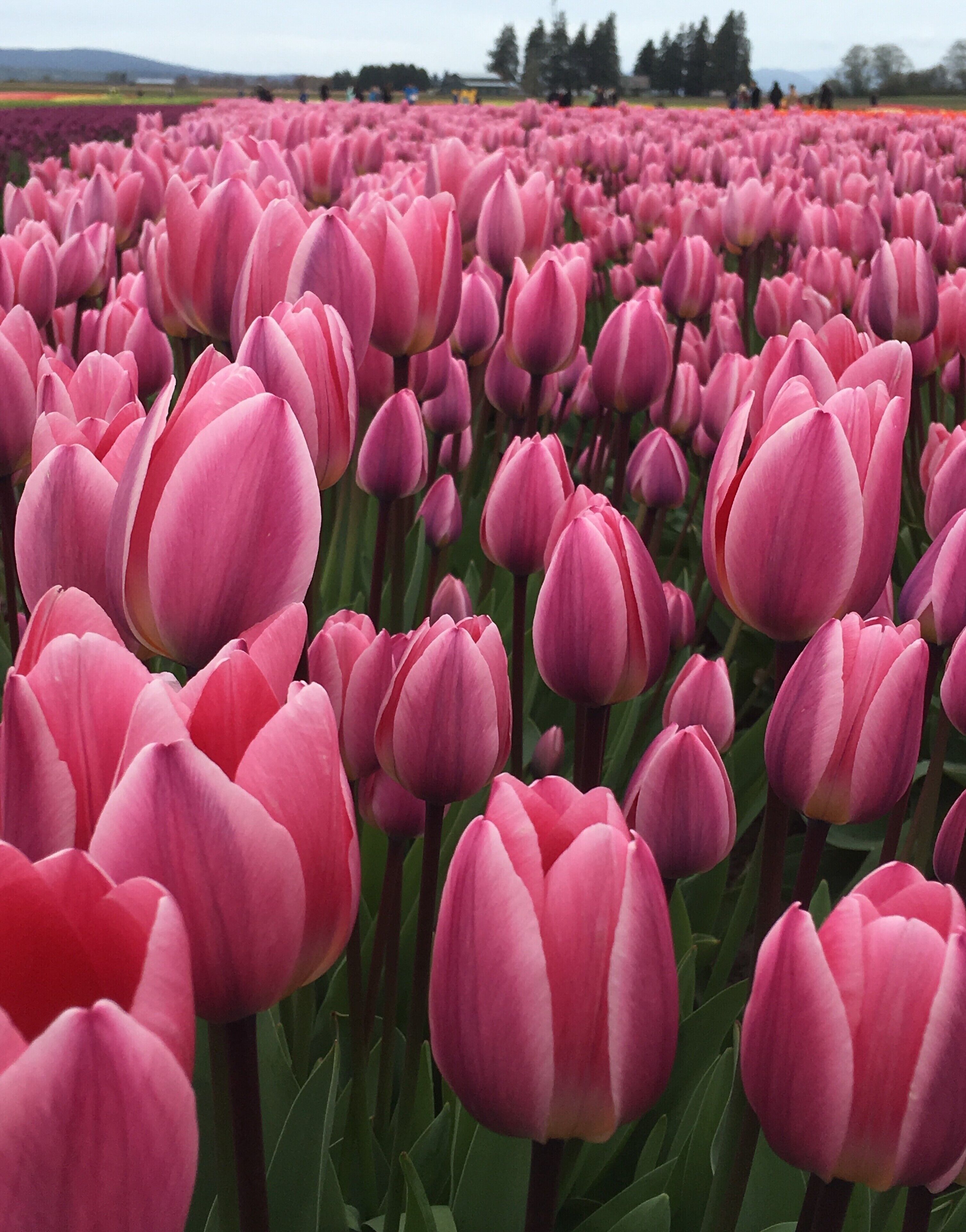 Un champ de tulipes roses.