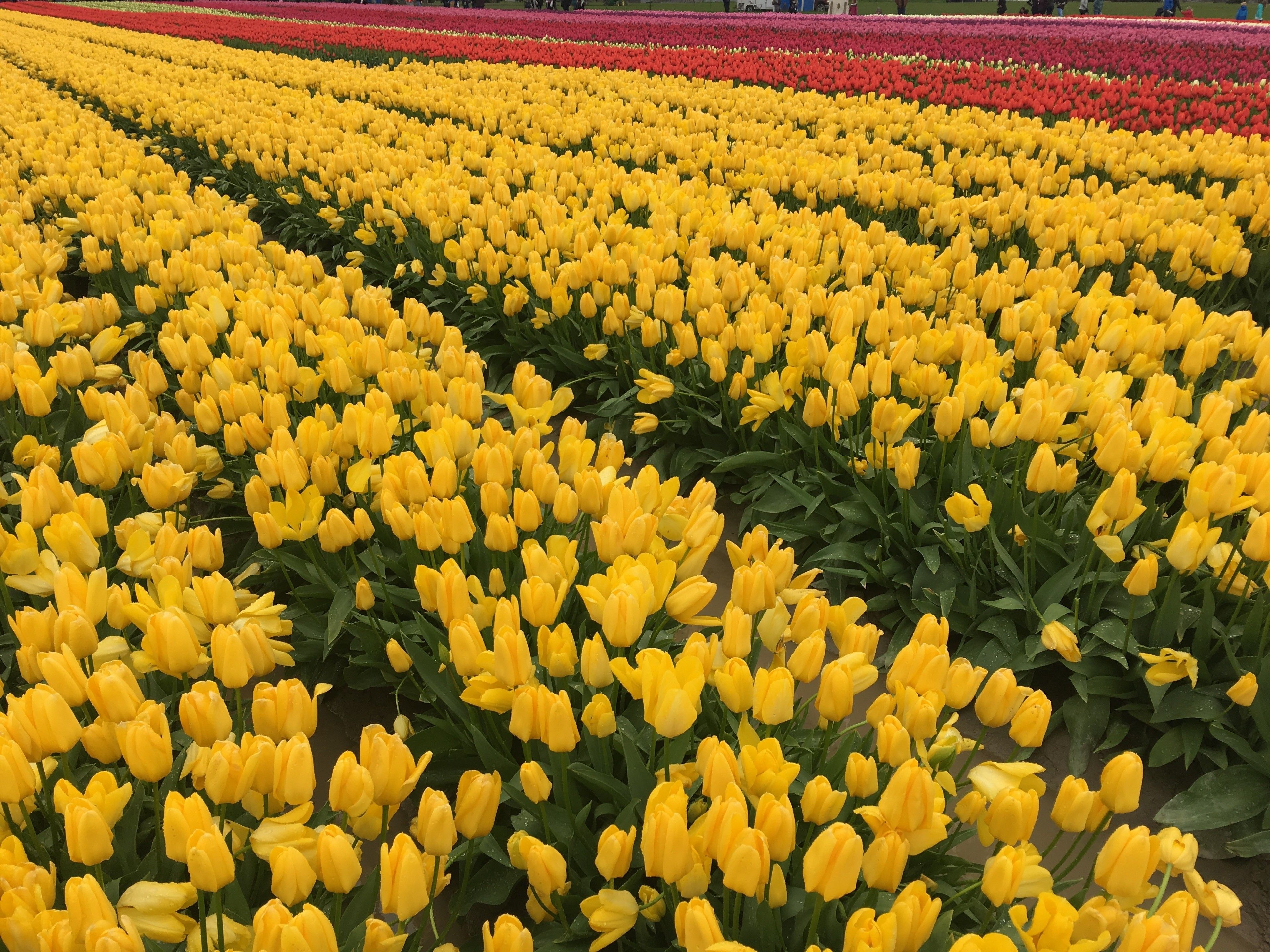 Un campo di tulipani gialli disposti in file ordinate.