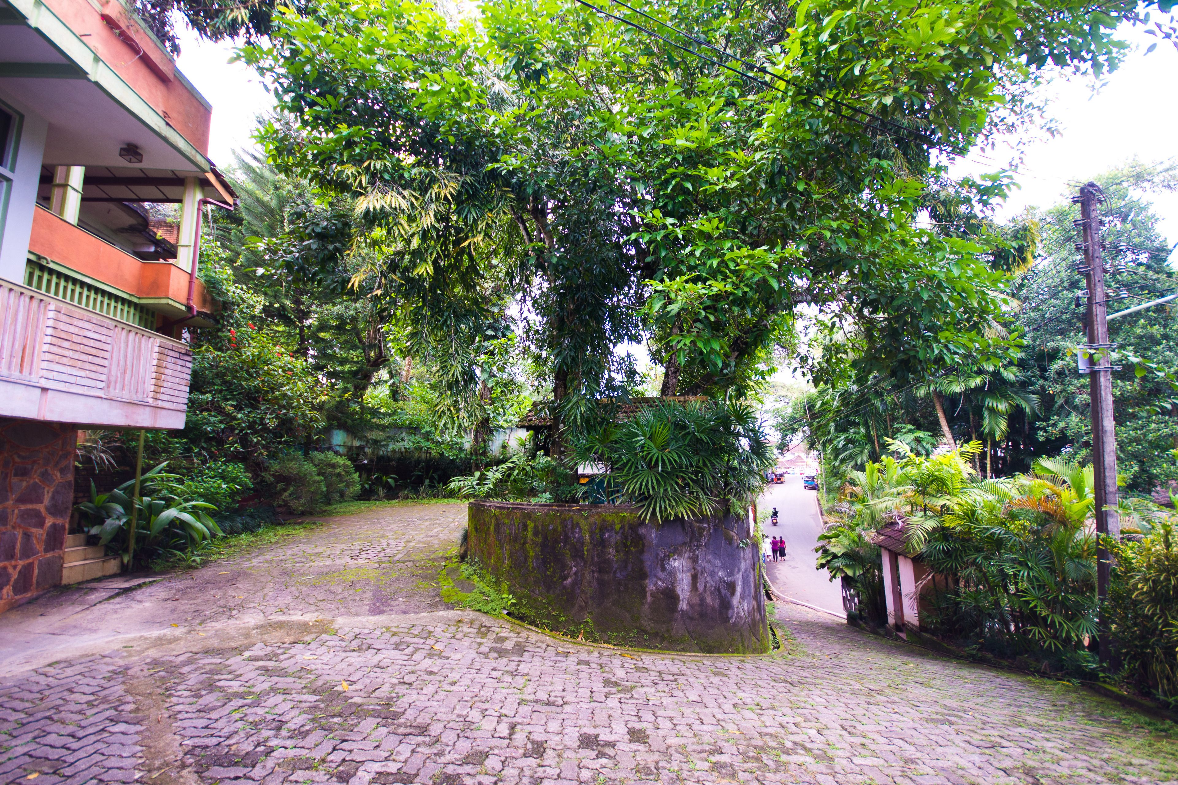 A cobblestone courtyard with a large tree, a stone planter, and a building with a balcony.