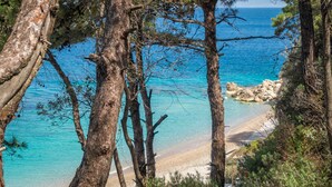 Kustlandschap met bomen die een strand en helderblauwe zee omlijsten.