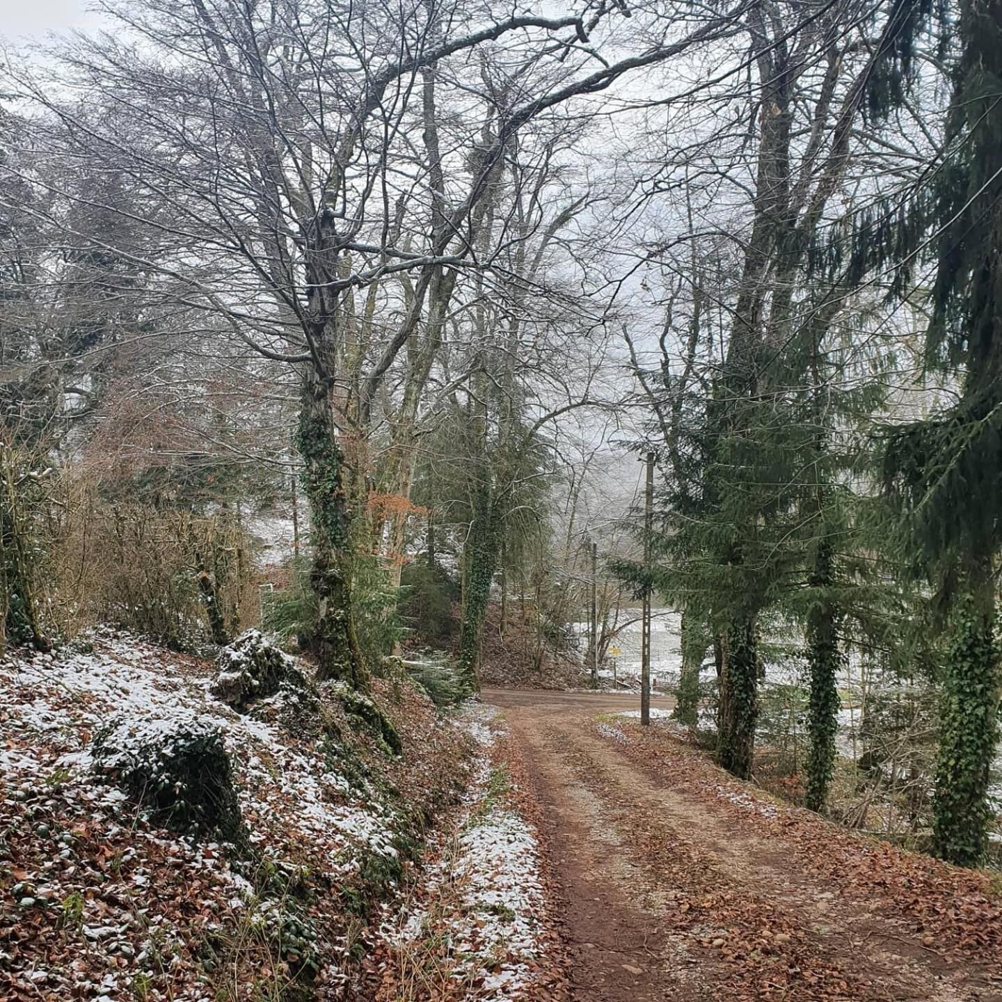 Un sendero nevado en un bosque.
