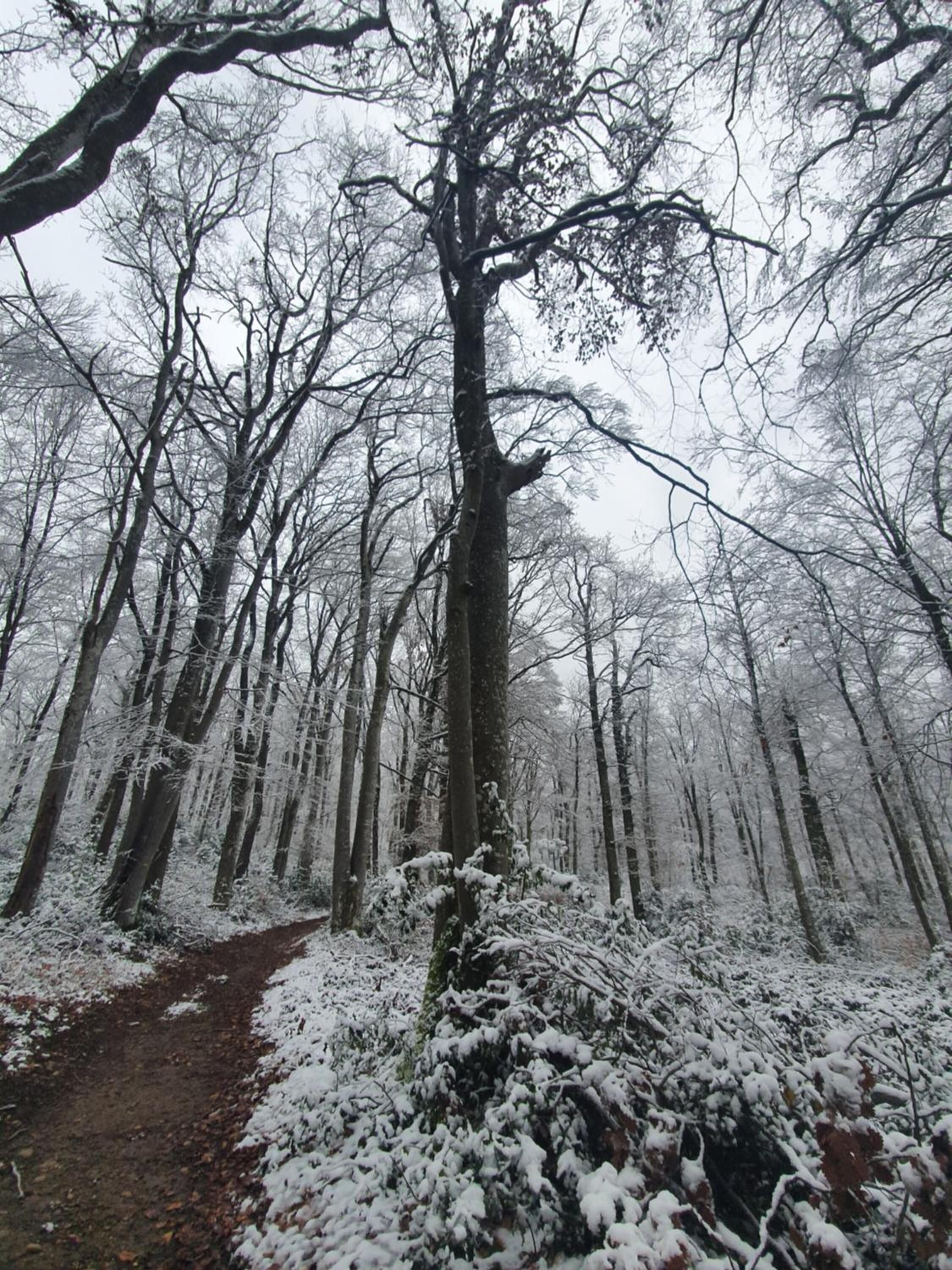 A forest path covered in snow with tall trees.