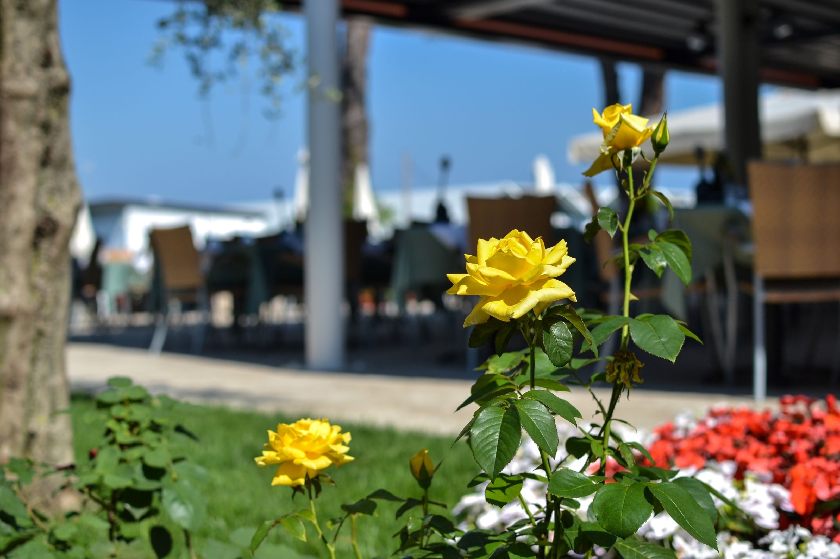 Um jardim com rosas amarelas e flores vermelhas, uma árvore e um edifício ao fundo.
