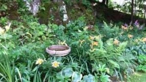 Un jardín con una fuente para pájaros rodeado de diversas plantas y flores.