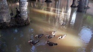 A group of ducks swimming in a calm body of water surrounded by trees. - Pousada do Riacho (Barreirinhas)