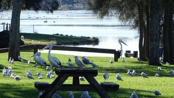 Una mesa de picnic rodeada de gaviotas y pelícanos en una zona verde cerca de un lago.