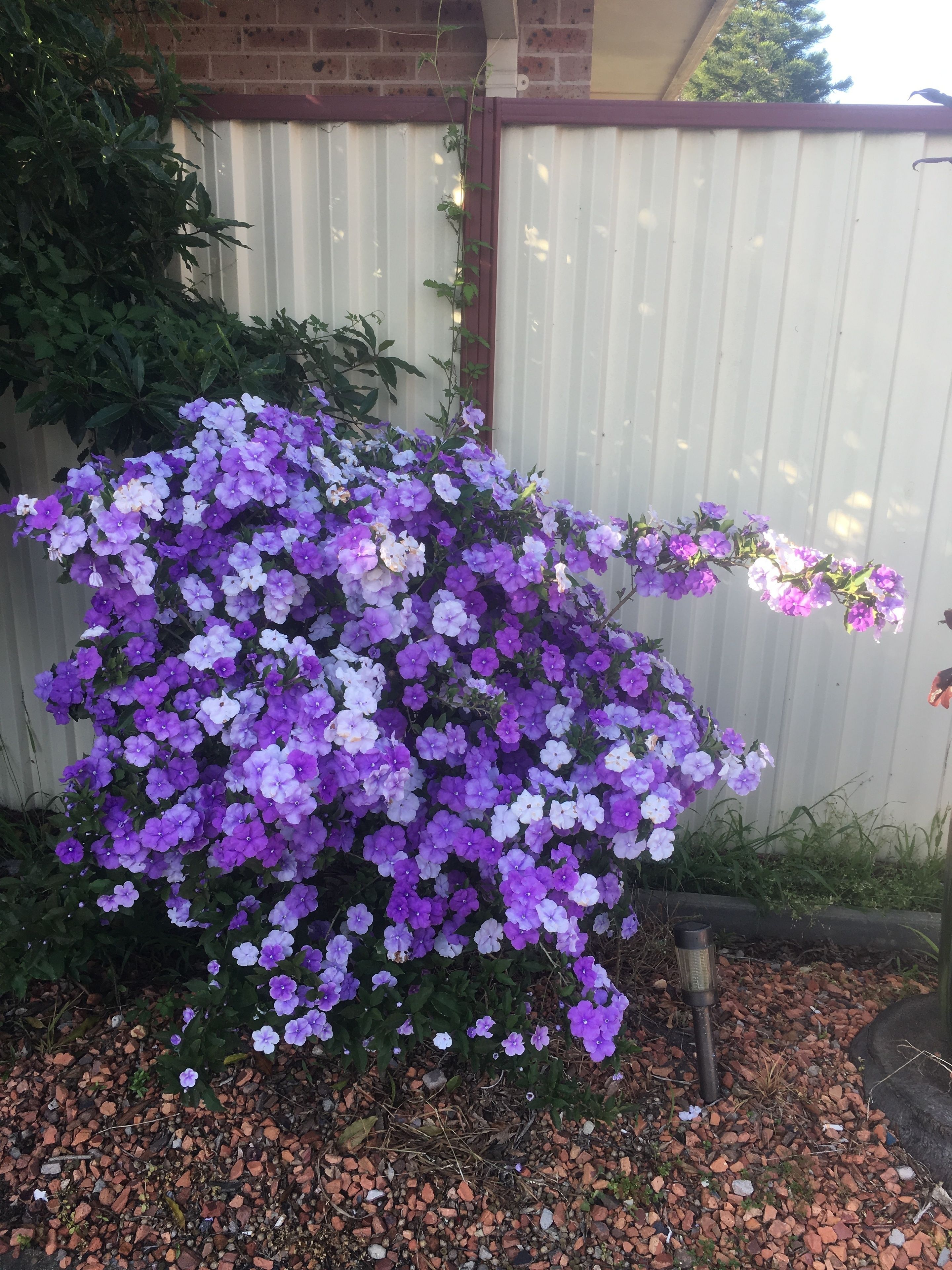 Foto - Bridge View Motel