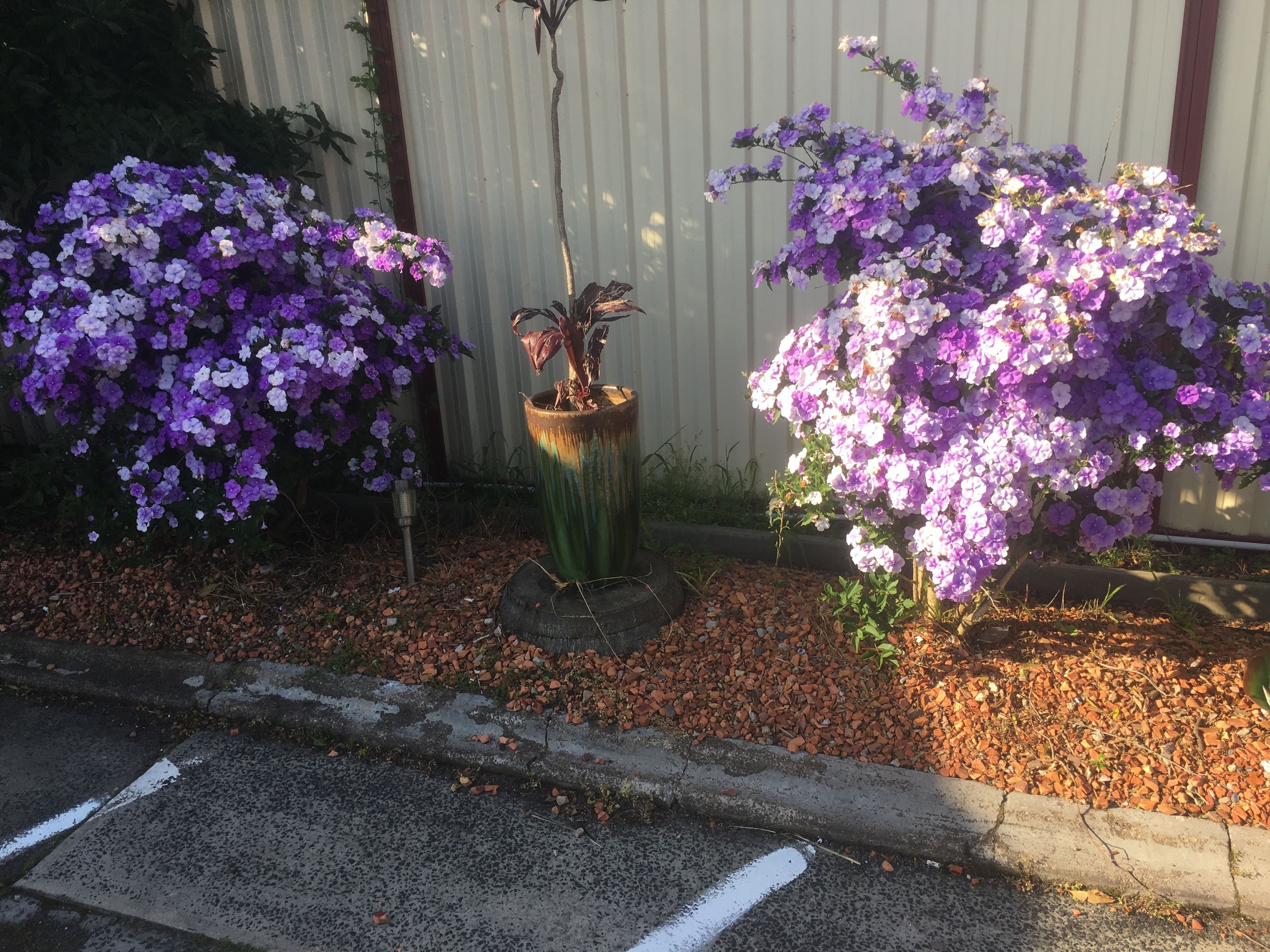 Un jardin avec des fleurs violettes et une plante en pot au centre.
