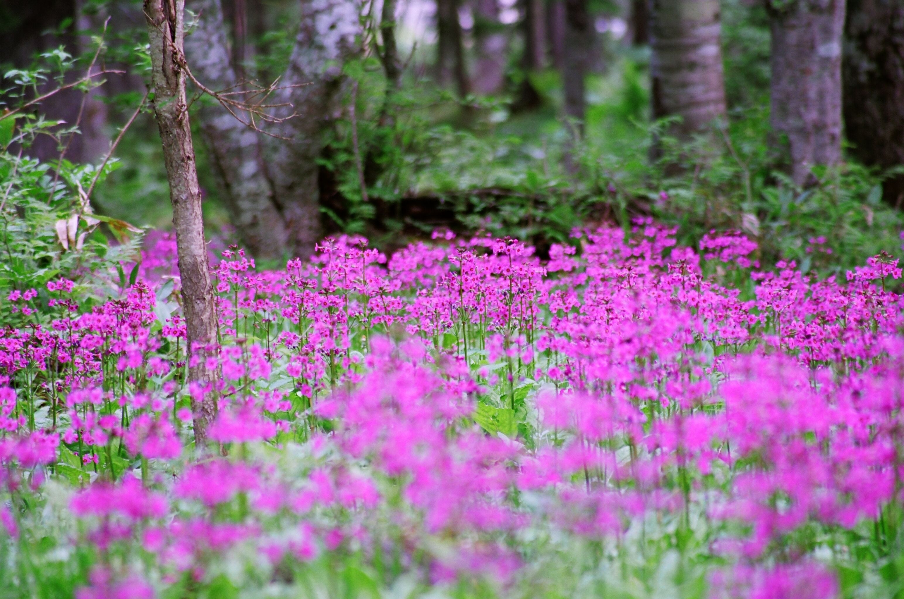 A dense forest with numerous pink flowers and green foliage.