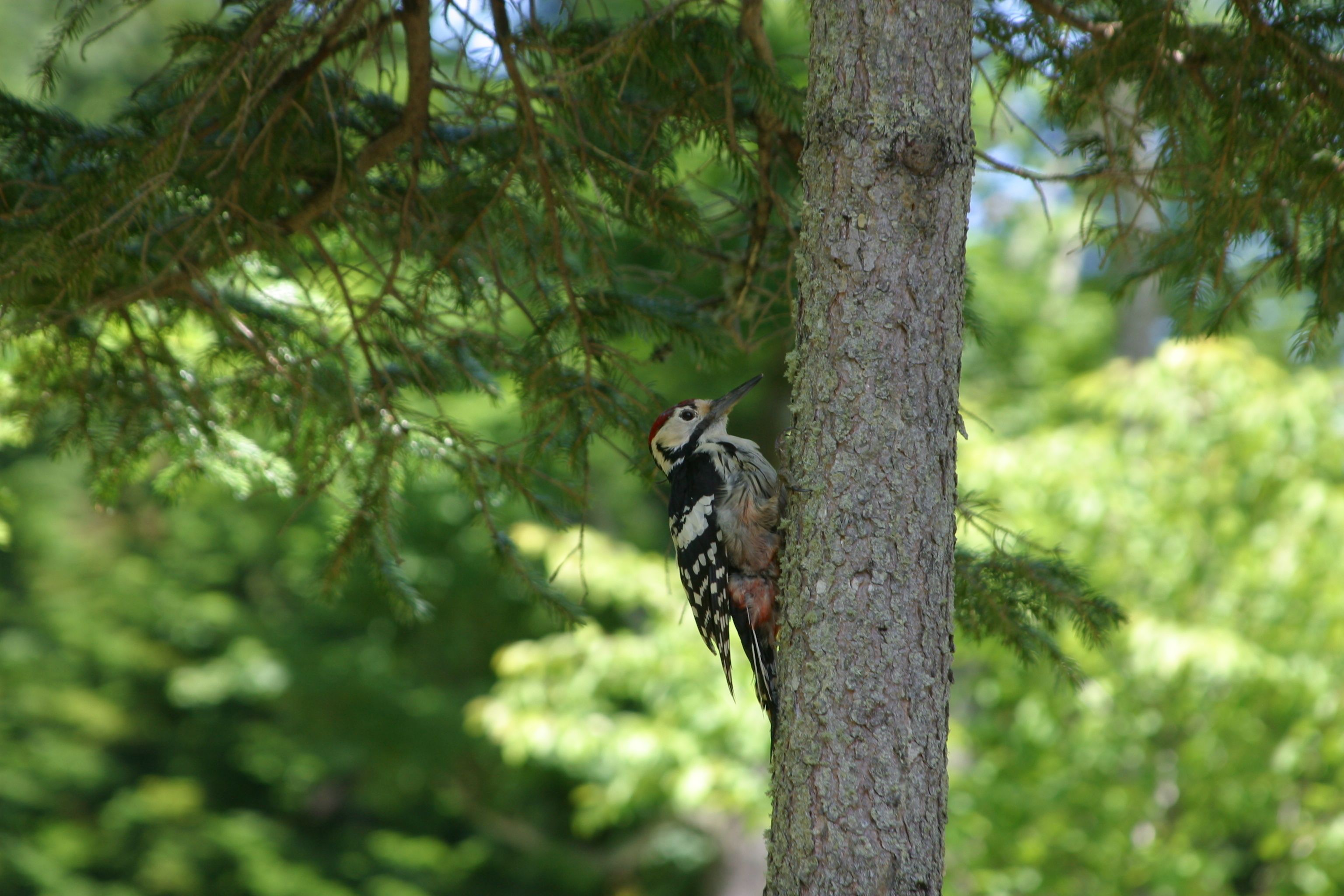 A bird perched on a tree trunk.