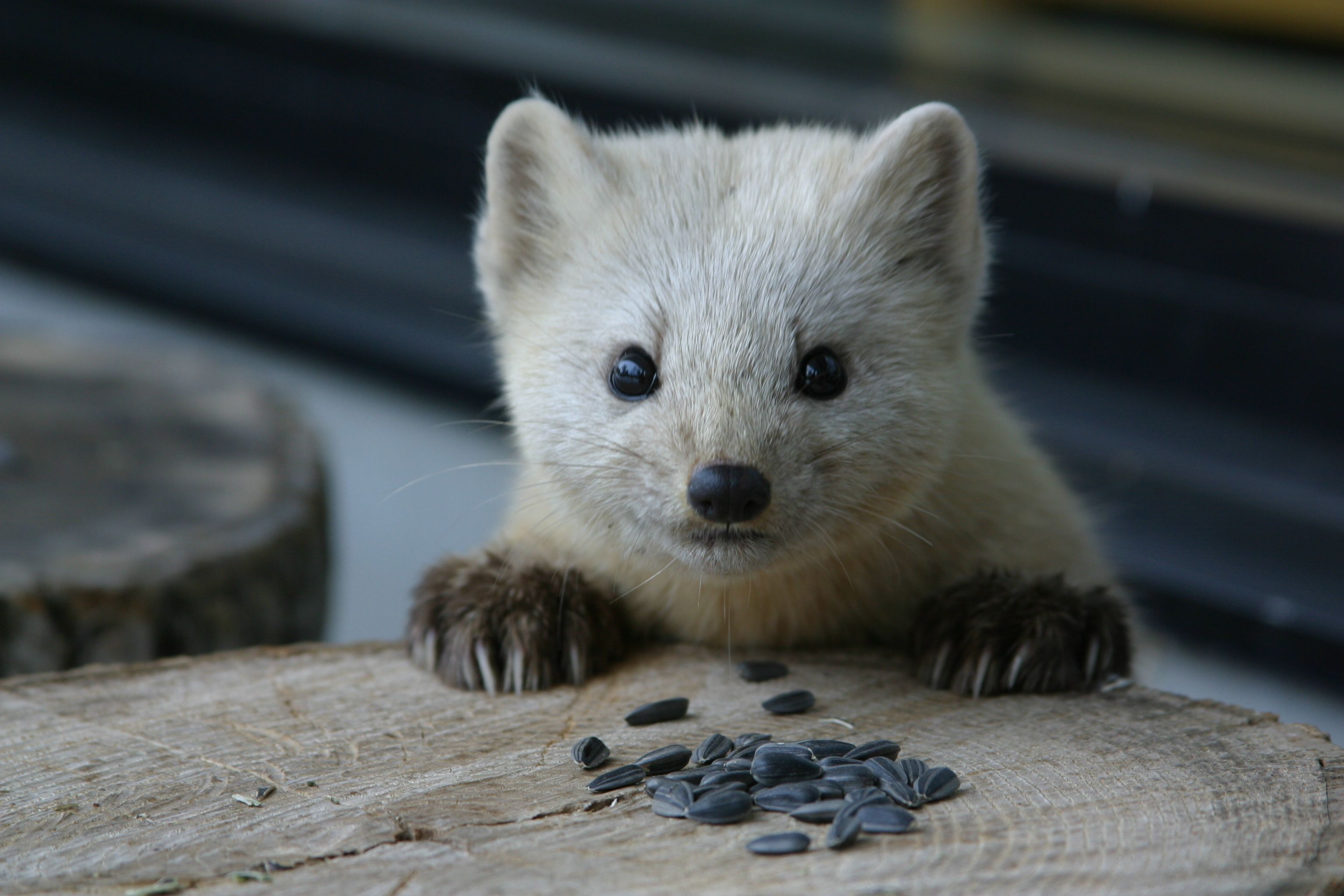 A close-up of a small animal with light fur and dark eyes, resting on a wooden surface with scattered seeds.