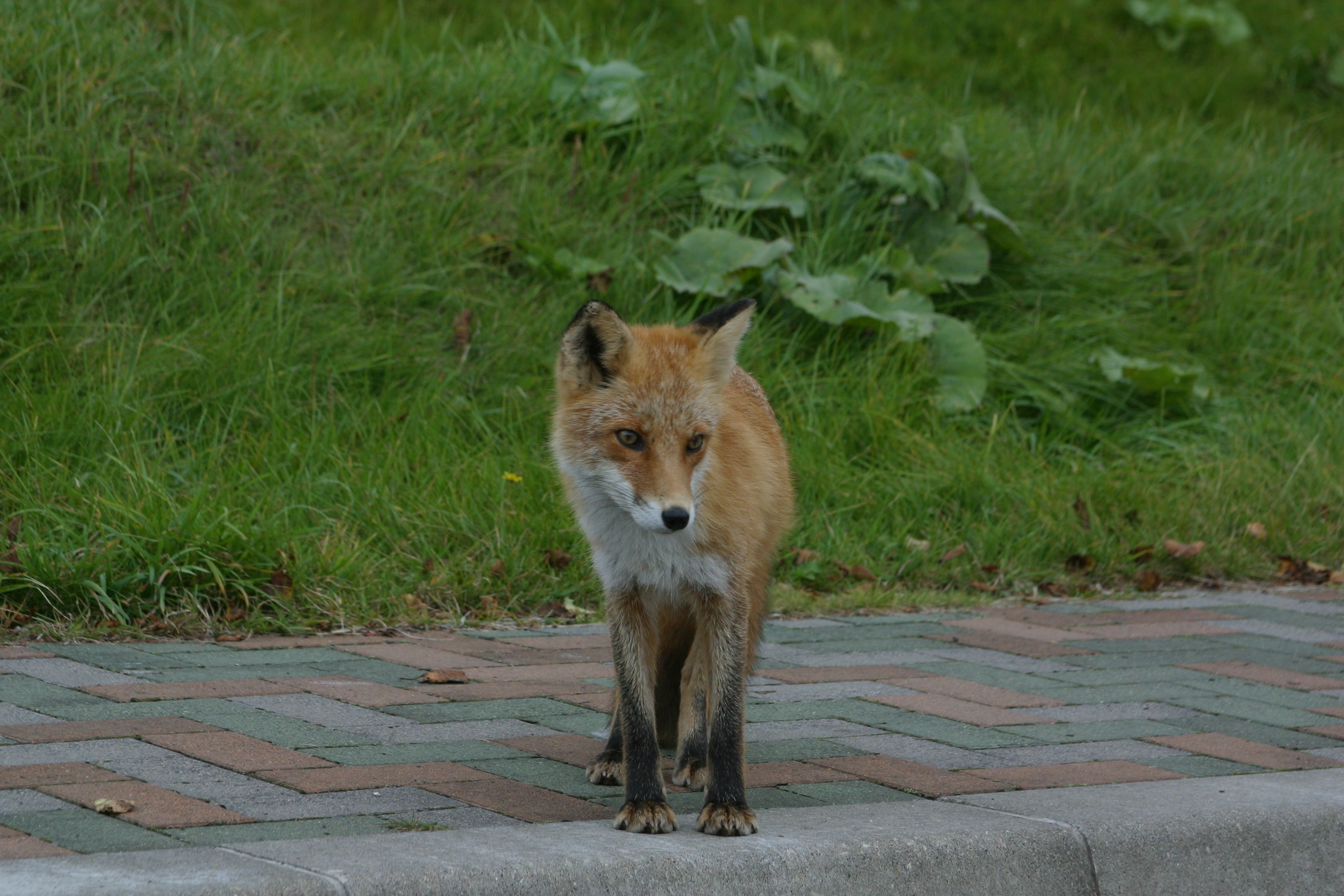 A fox standing on a paved path with grass and foliage in the background.