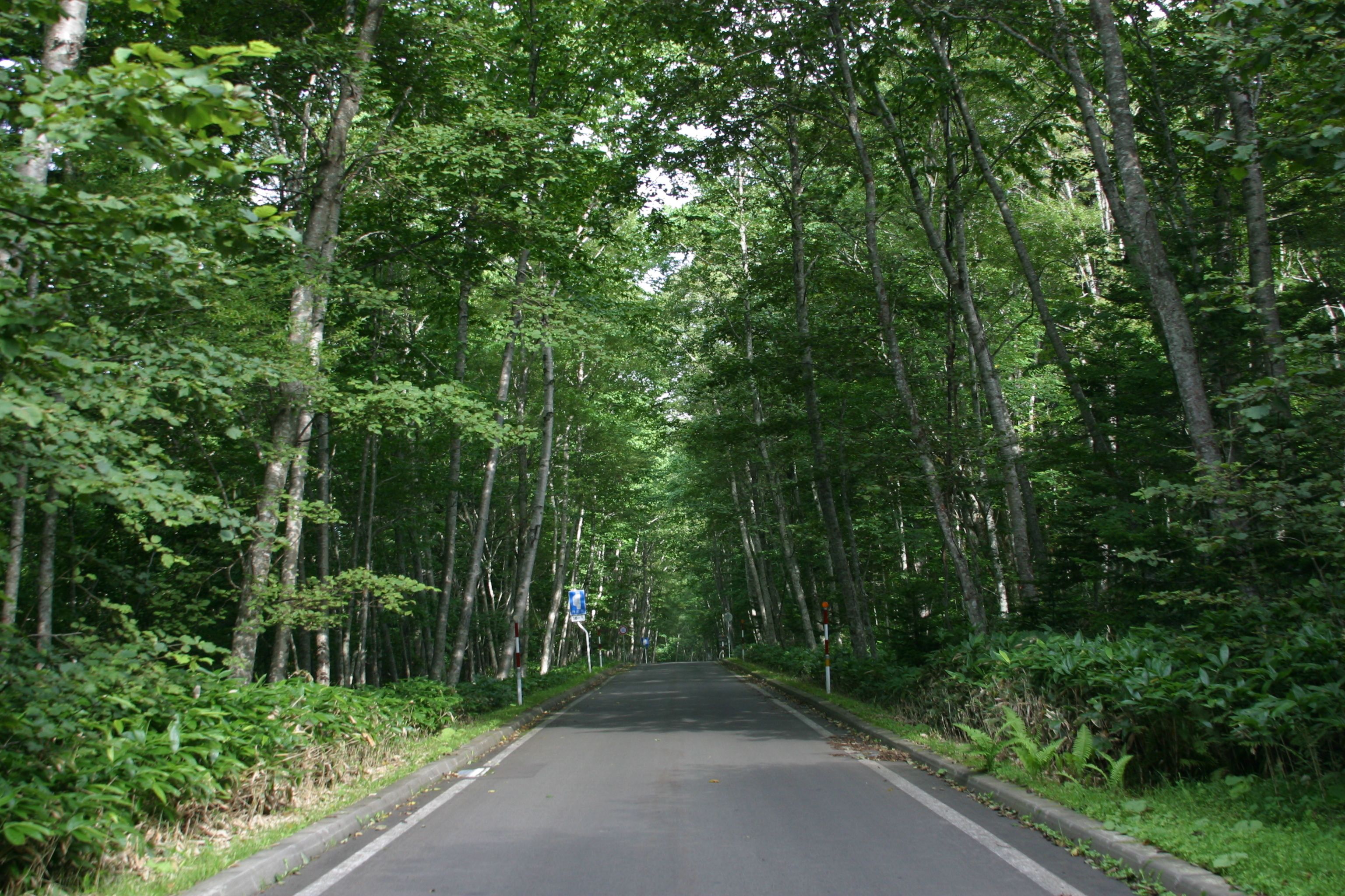 A road flanked by dense, tall trees.