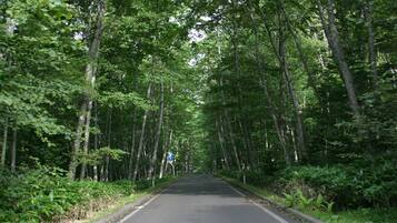 A road flanked by dense, tall trees.