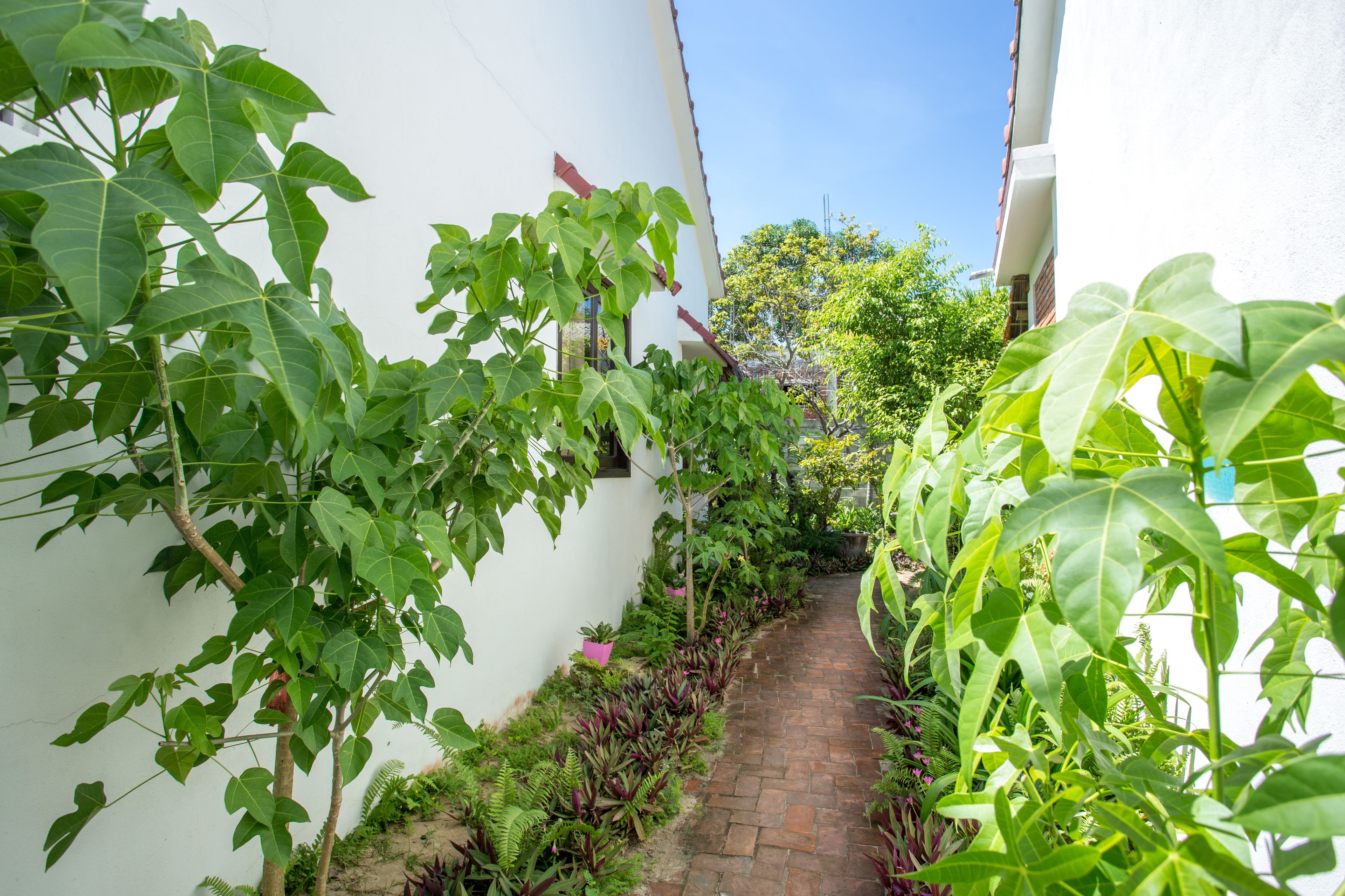 A narrow brick pathway flanked by lush green plants and white walls.