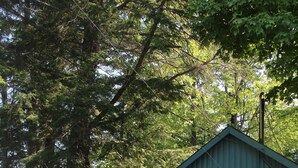 A small blue cabin with a window, surrounded by trees and a stone pathway leading to a bench. - Black Lake Cabins (Muskoka Lakes)