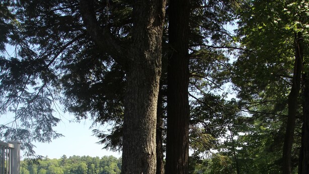 A hammock tied between two trees, a wooden dock, and a lake view. - Black Lake Cabins (Muskoka Lakes)
