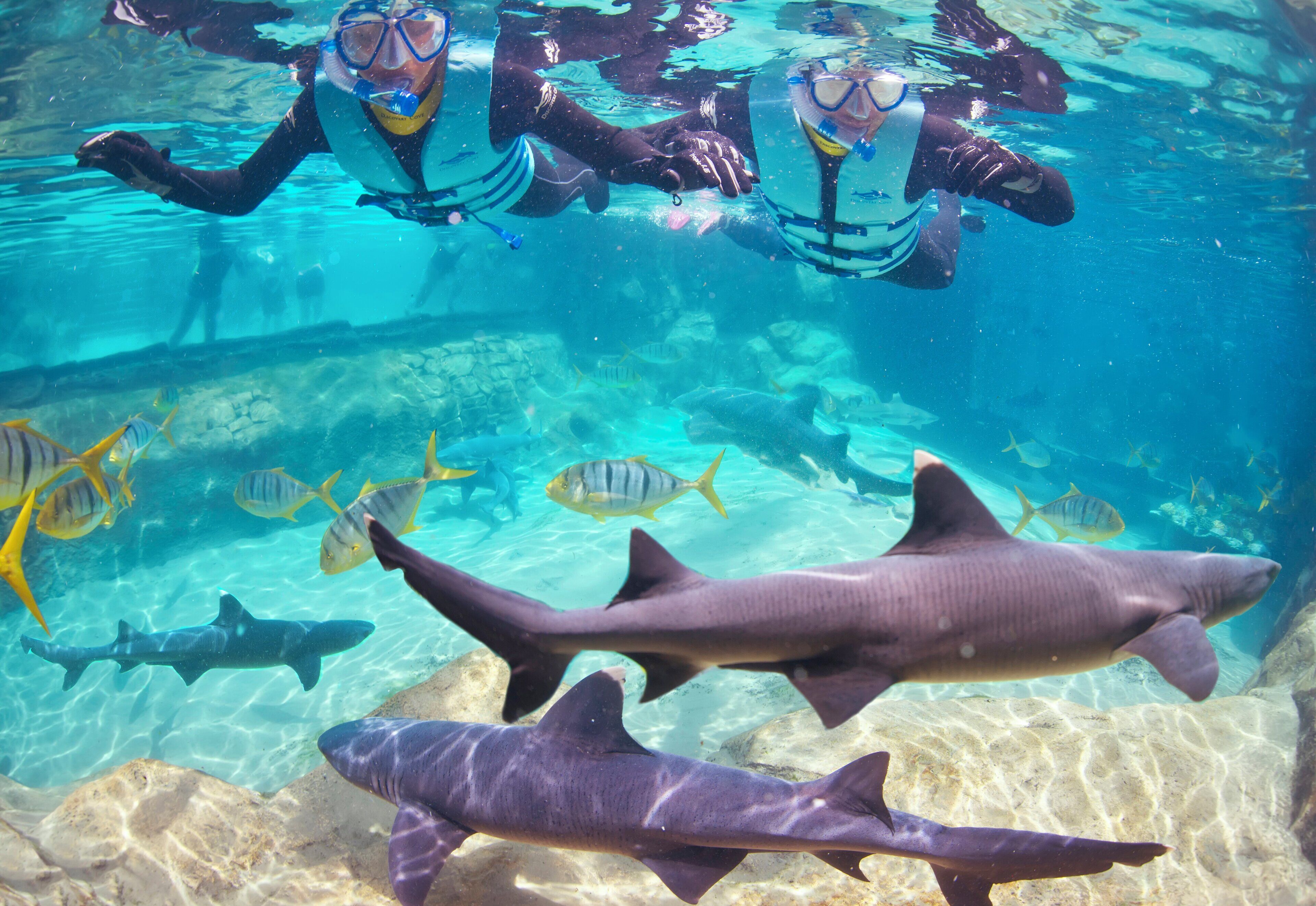 An underwater scene with divers and sharks.