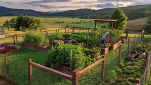 A garden with raised beds and a wooden pergola.