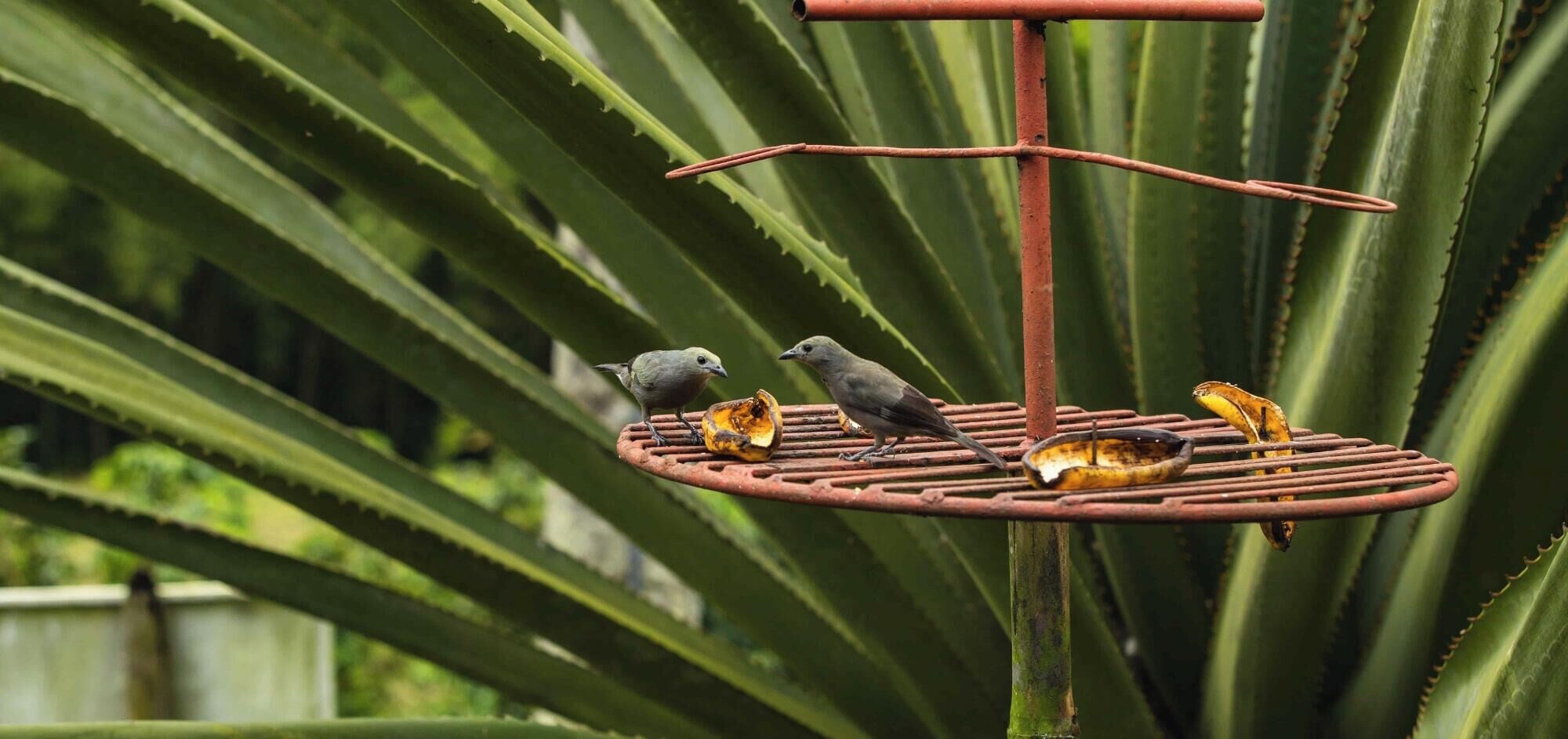 A metal bird feeder with four birds perched on it, surrounded by green foliage.