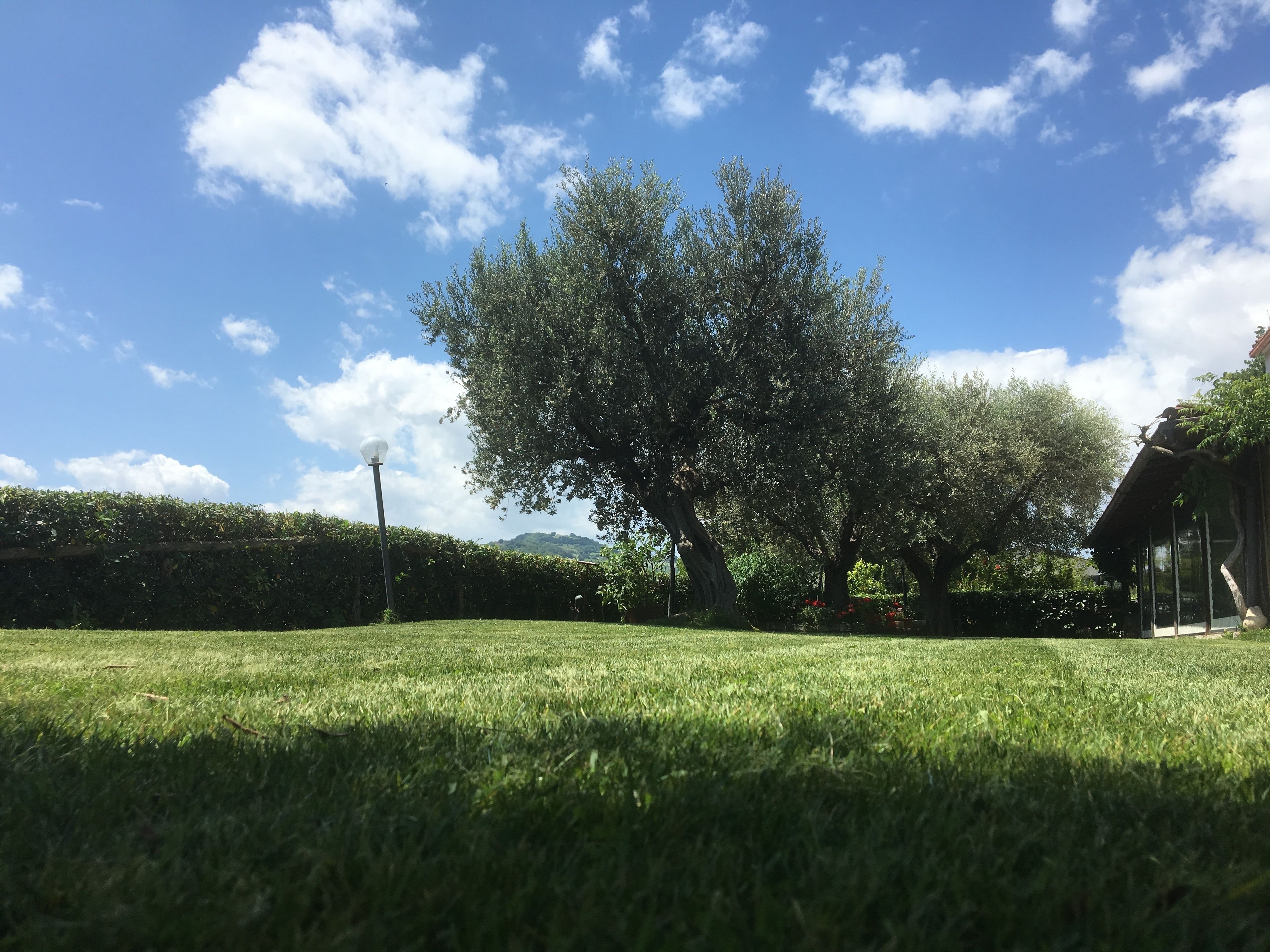Un espace verdoyant bien entretenu, avec de grands arbres et un ciel dégagé.