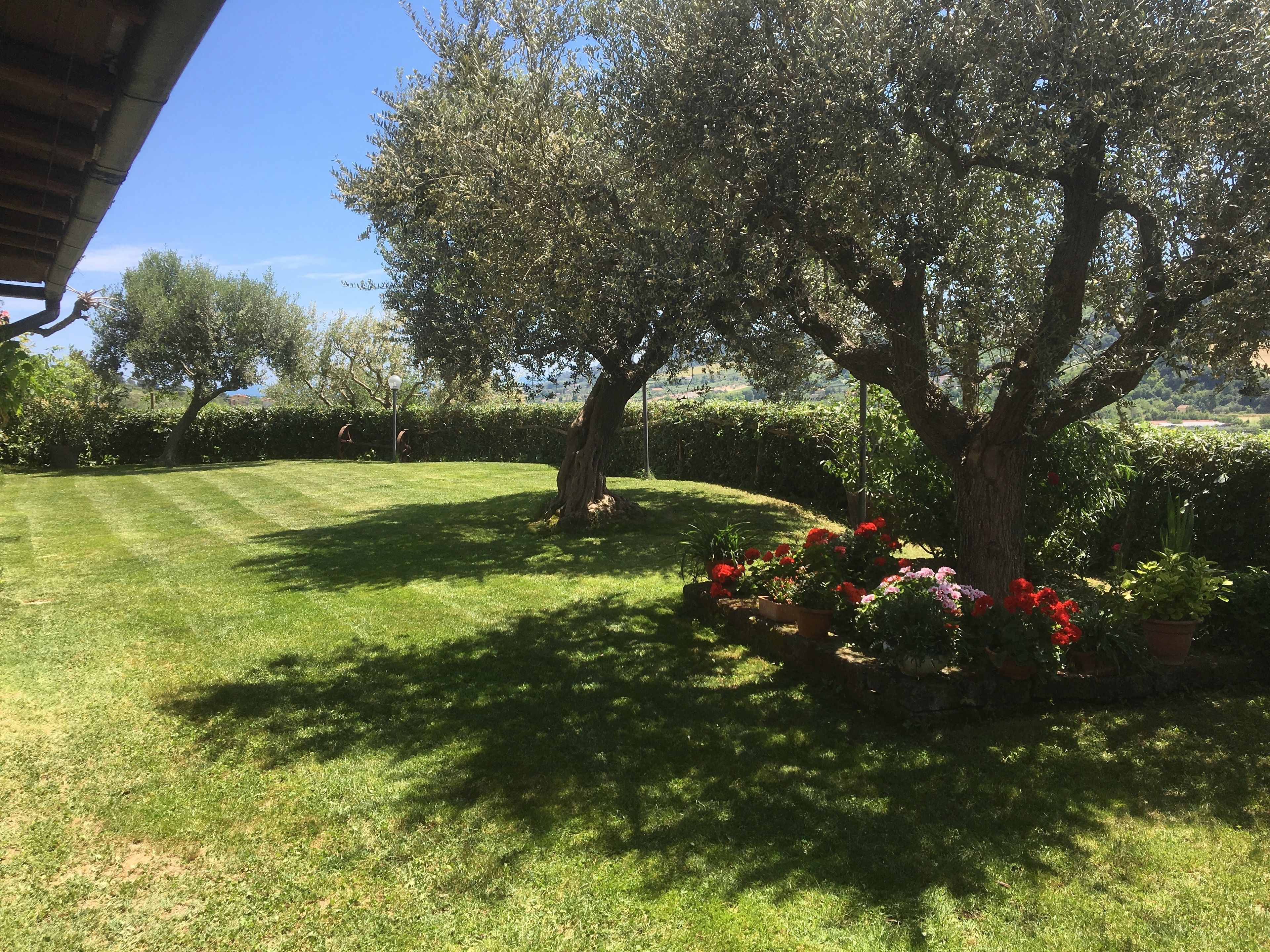 Ein gepflegter Rasen mit einem großen Baum und Blumenbeeten.