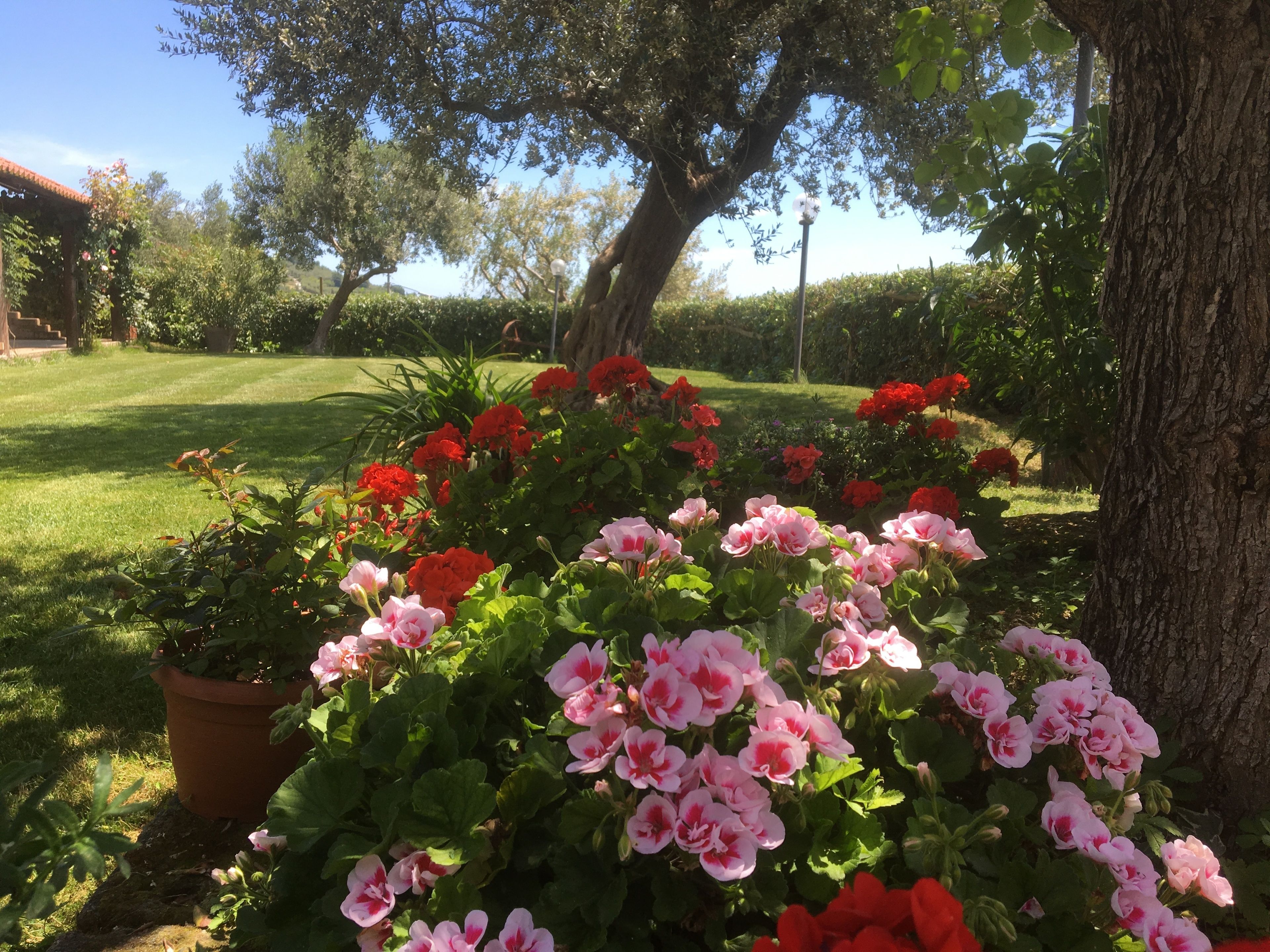 Un giardino con diverse fioriture e un grande albero.