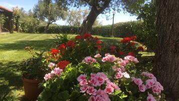 Un giardino con diverse fioriture e un grande albero.