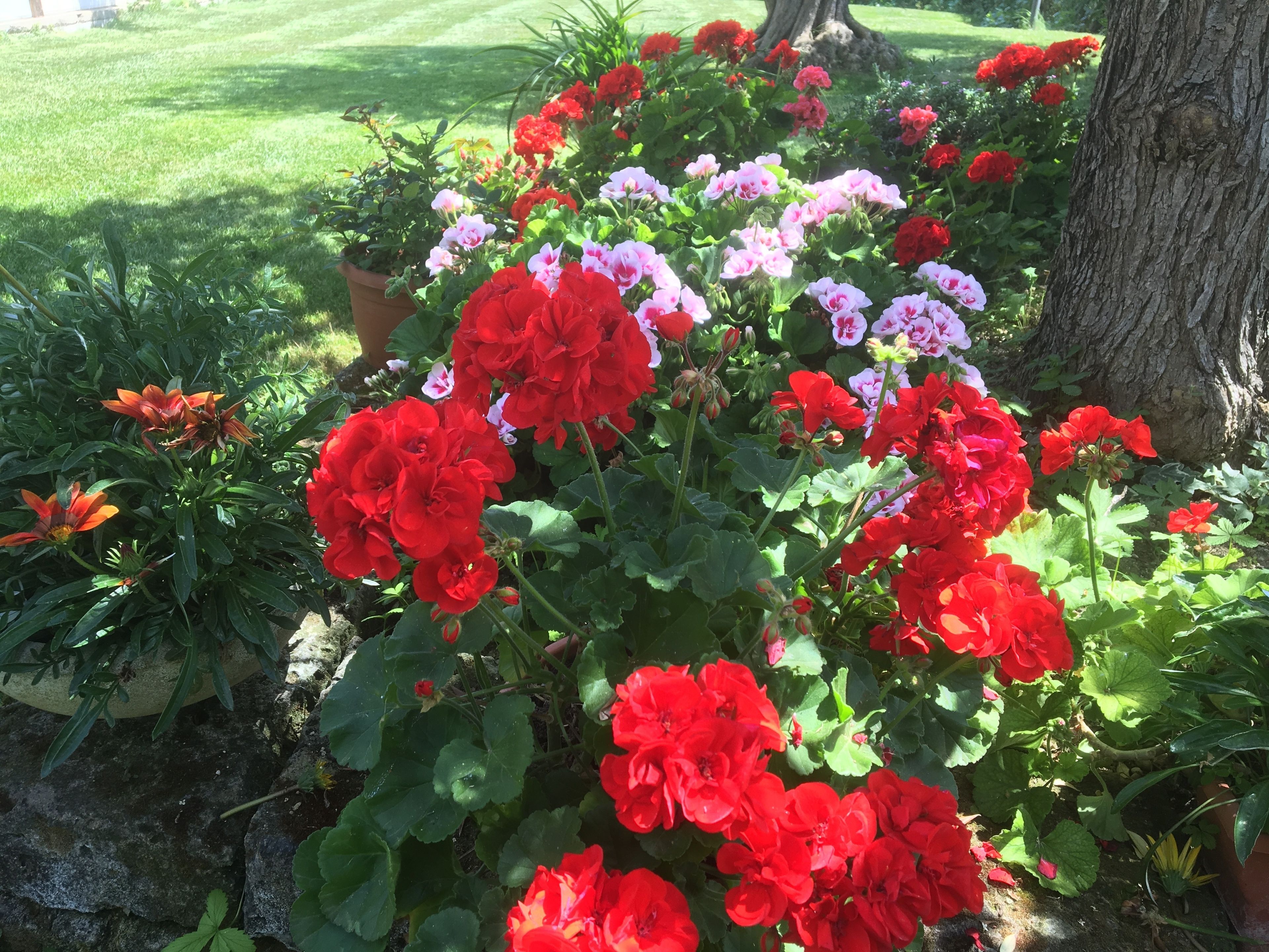 Un jardín con flores rojas y rosas, el tronco de un árbol y un césped.